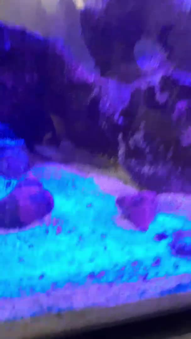I got a Watchman Goby  and a Pistal shrimp today. They seem to be very happy.