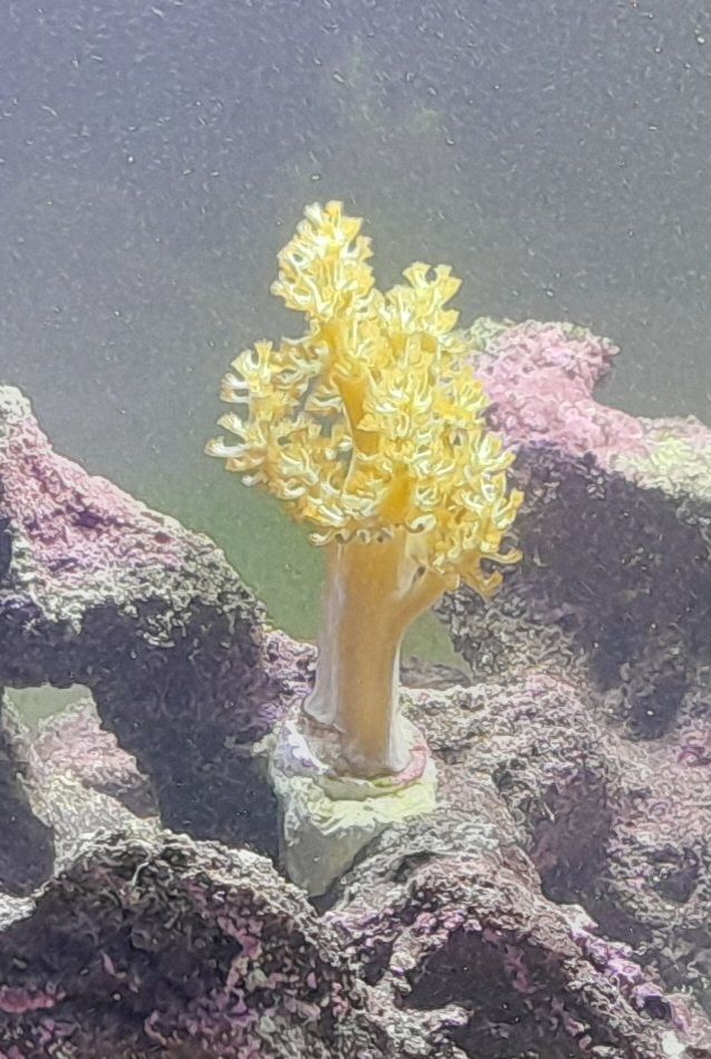 Why is my Kenya tree coral turning brown and pale - Kenya tree coral