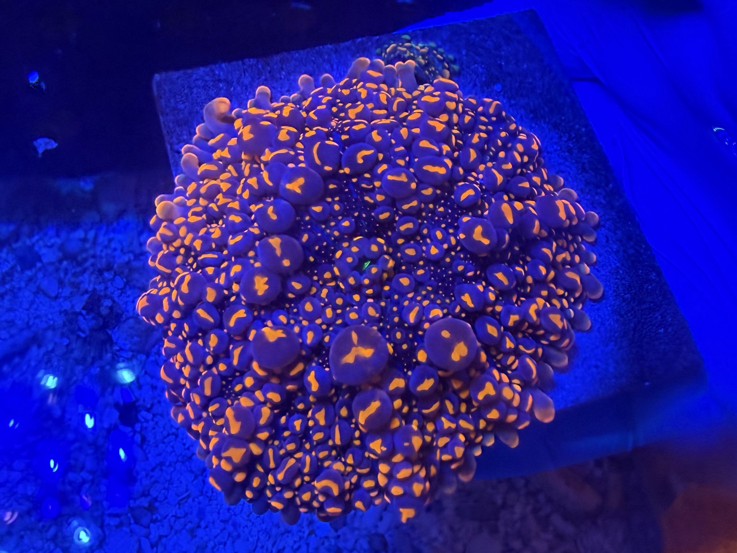 Tank Image