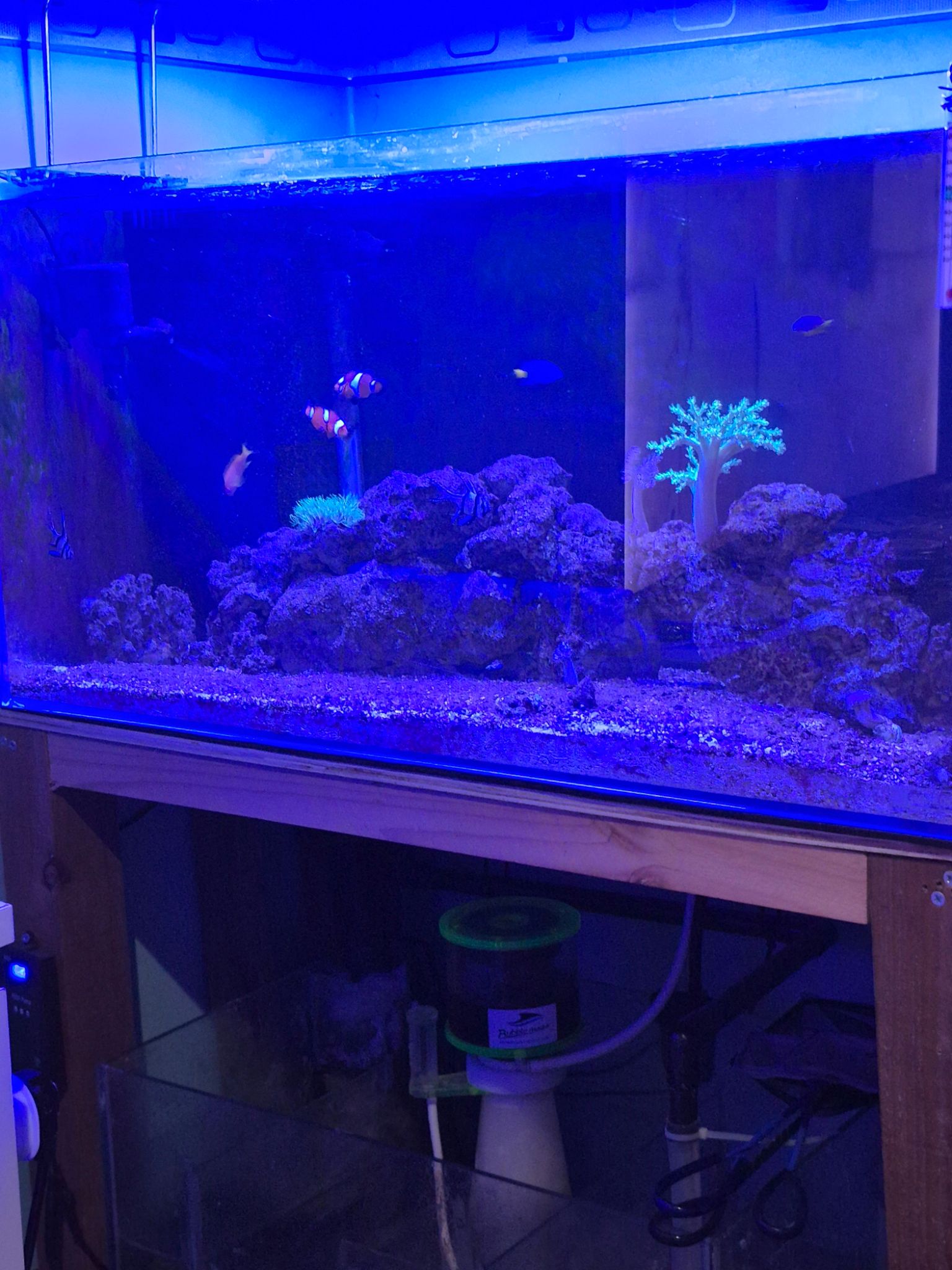 Clownfish swimming near green star polyps in reef aquarium - clownfish, blue tang, soft coral