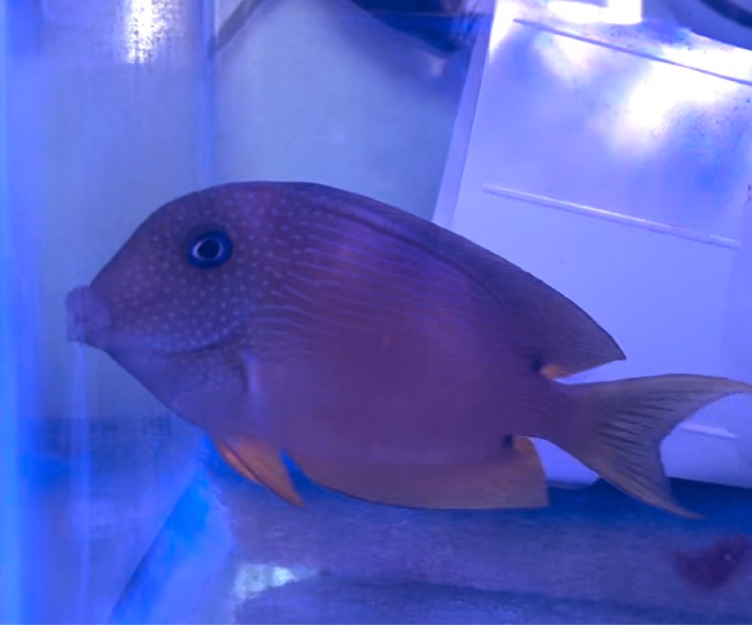 Two Spot Bristletooth Tang