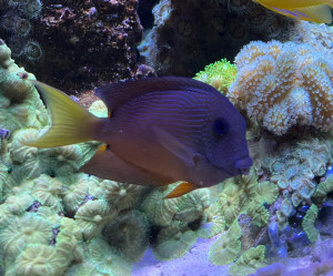 Two Spot Bristletooth Tang