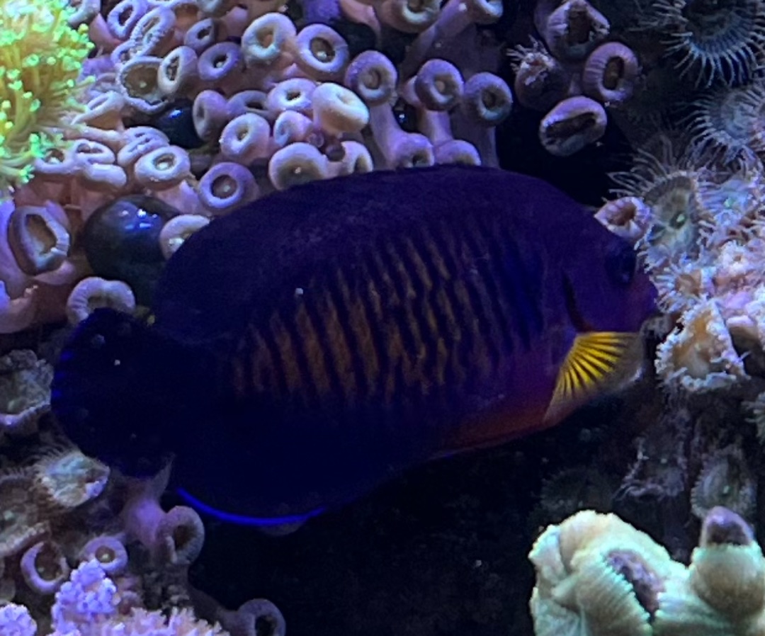 Coral Beauty Angelfish