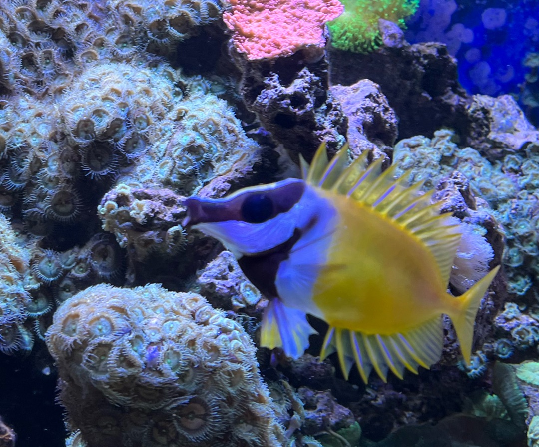 Foxface Rabbitfish