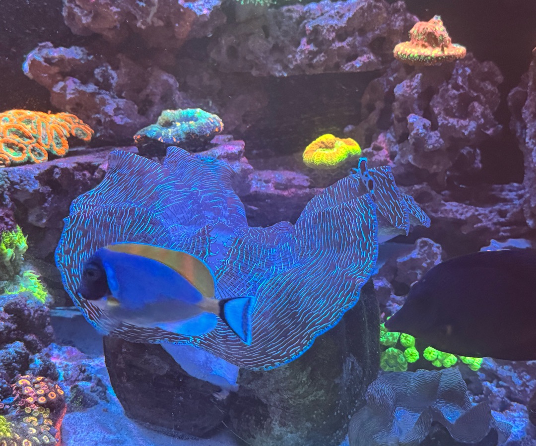 Powder Blue Tang