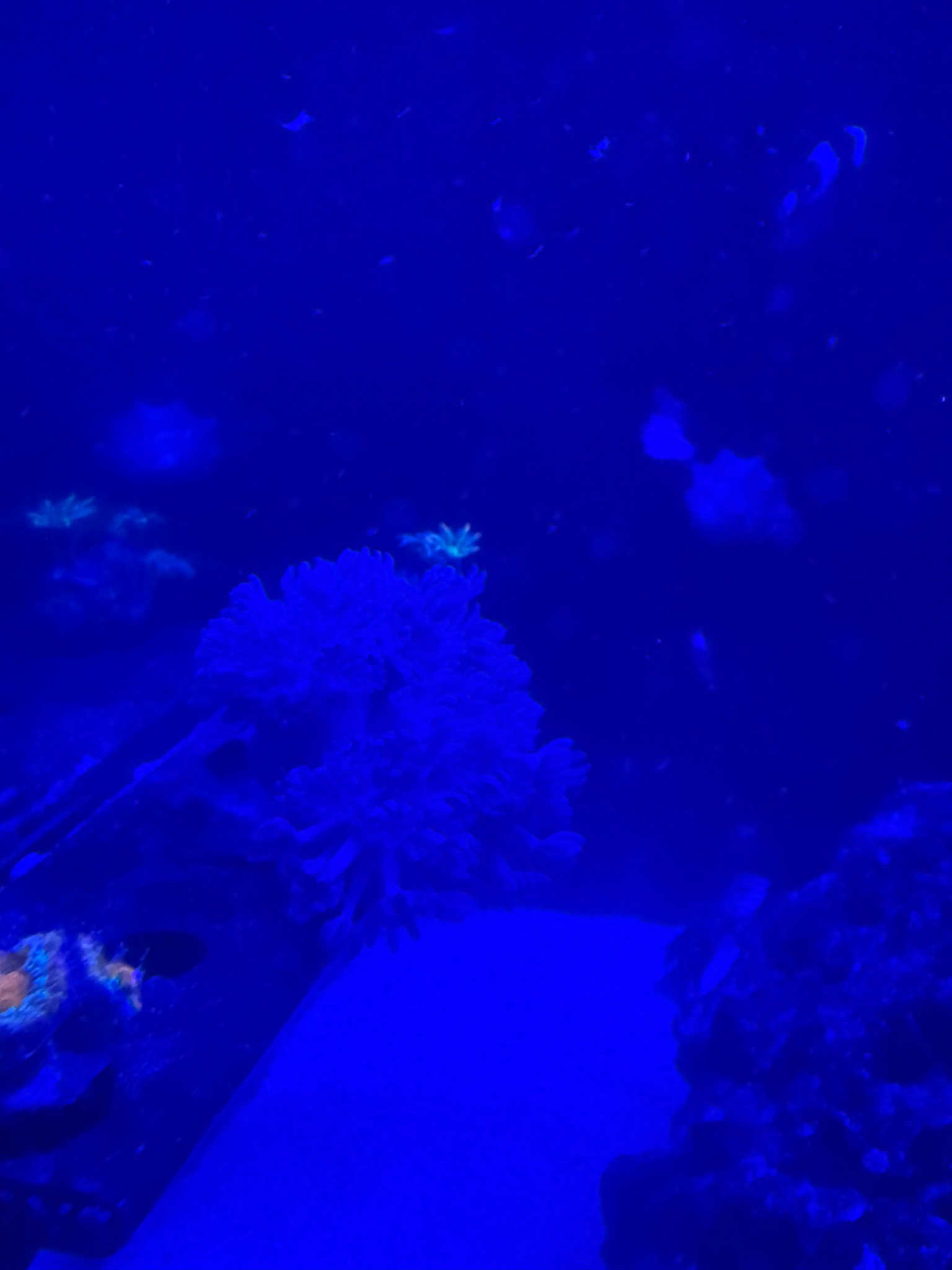 Clownfish with soft and torch coral in reef tank showcase - Clownfish, Soft coral, Torch coral (photo 4)