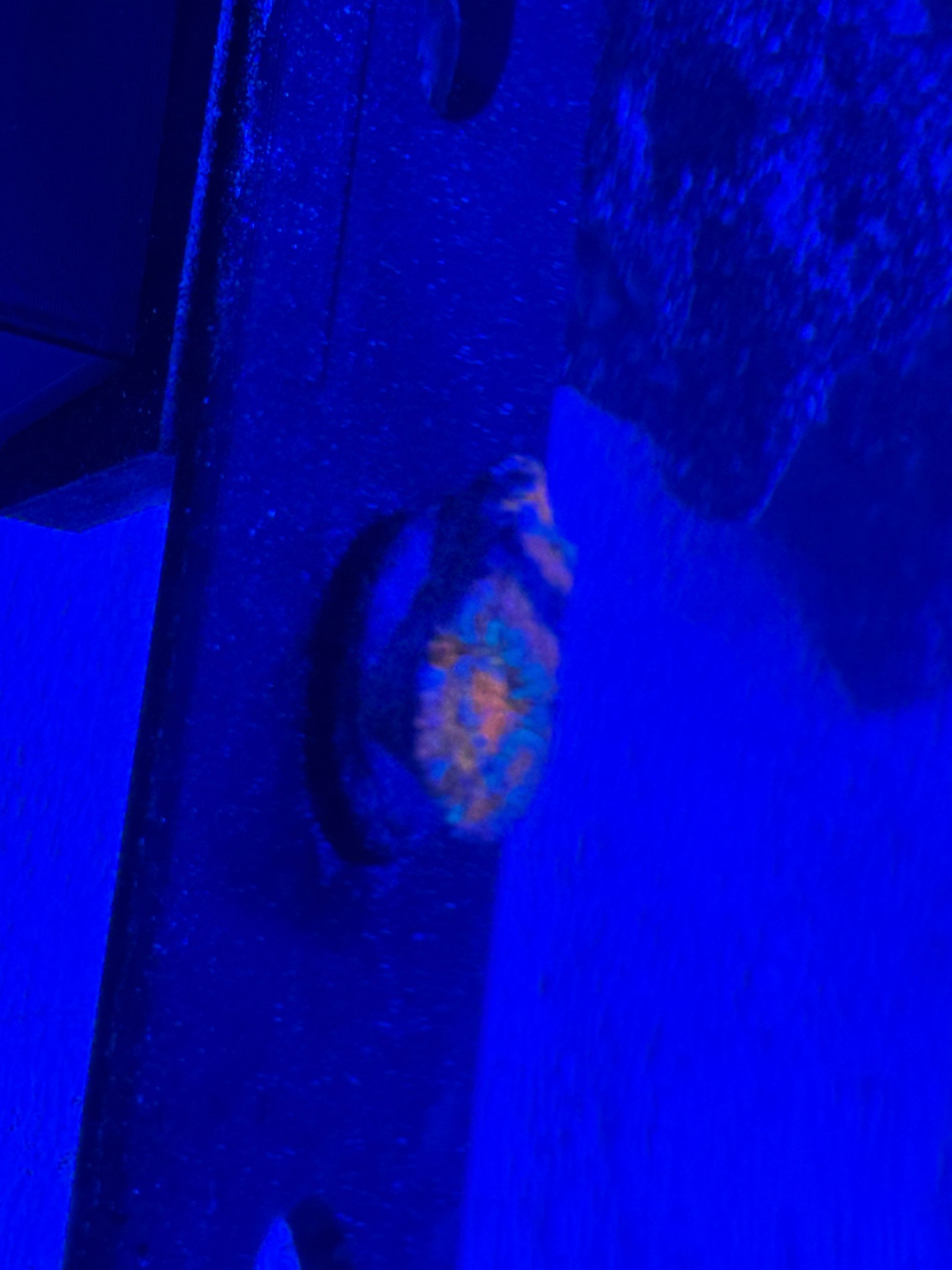 Clownfish with soft and torch coral in reef tank showcase - Clownfish, Soft coral, Torch coral (photo 6)