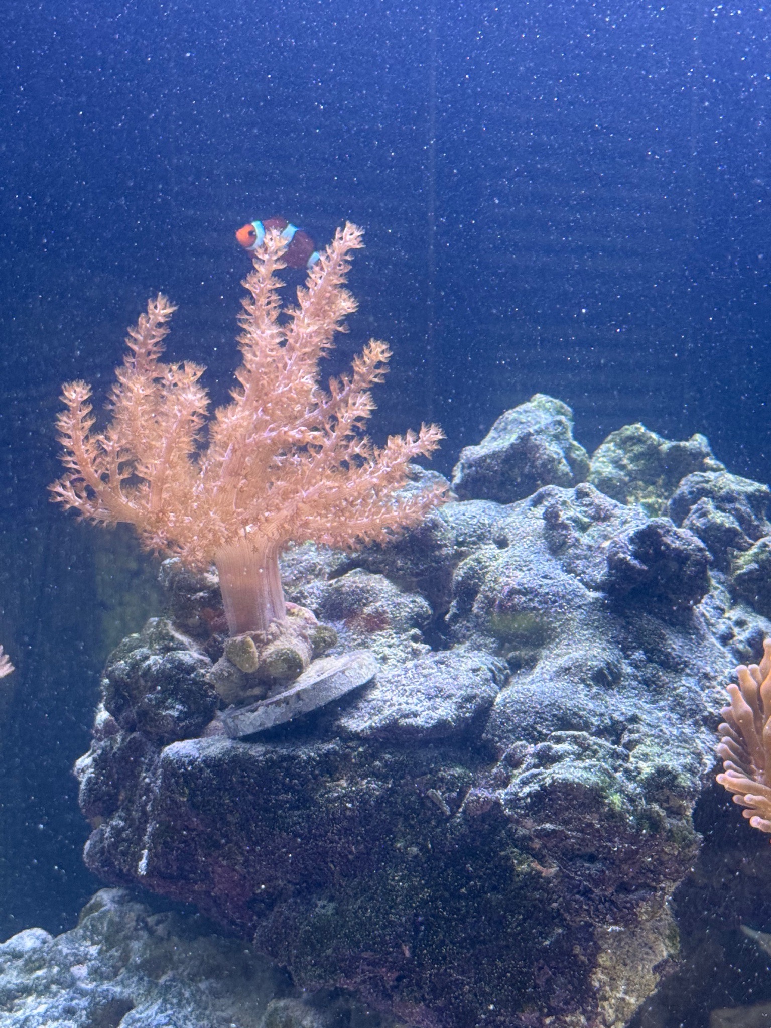 Clownfish with soft and torch coral in reef tank showcase - Clownfish, Soft coral, Torch coral (photo 3)