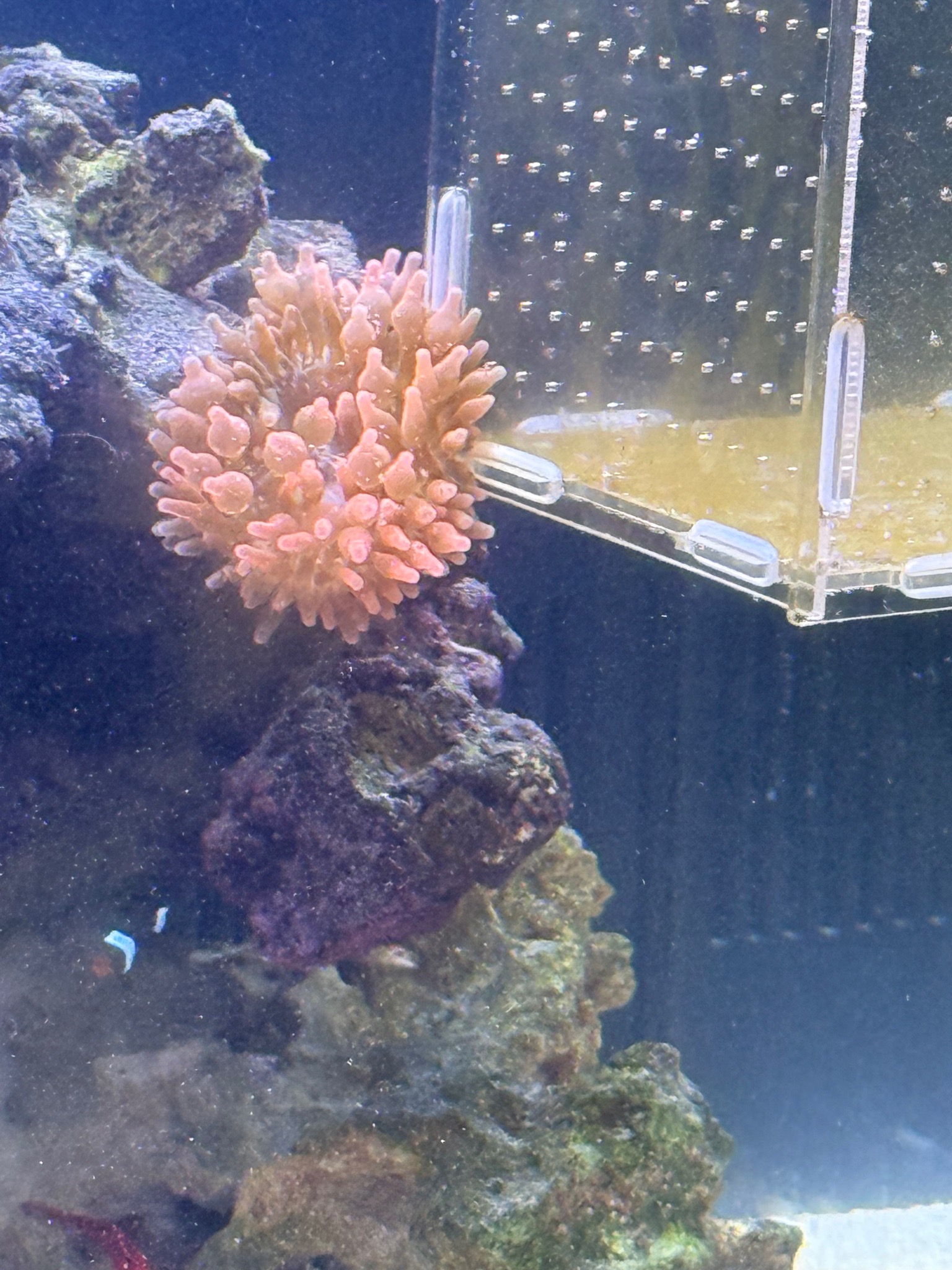Clownfish with soft and torch coral in reef tank showcase - Clownfish, Soft coral, Torch coral (photo 7)