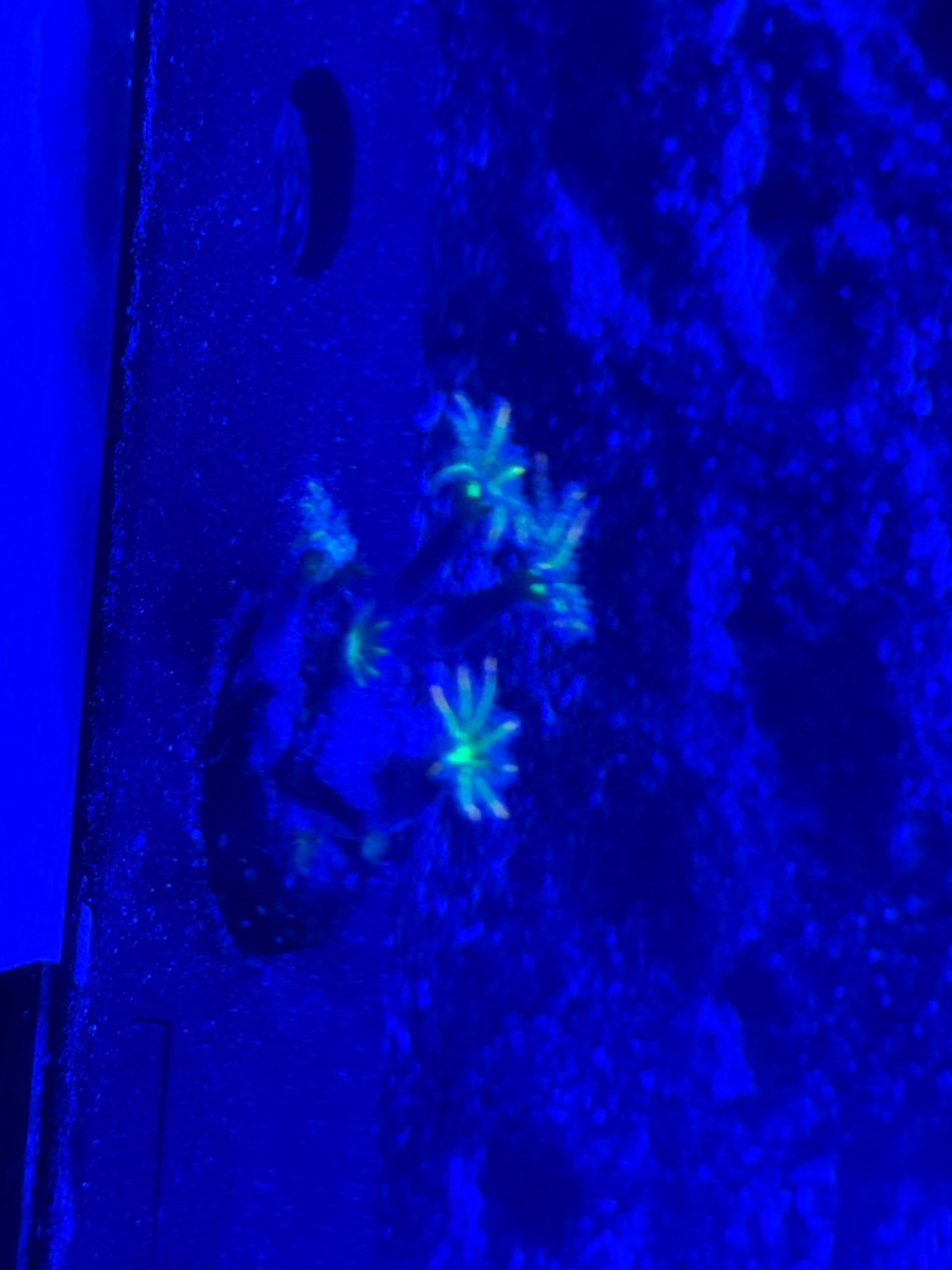 Clownfish with soft and torch coral in reef tank showcase - Clownfish, Soft coral, Torch coral (photo 5)