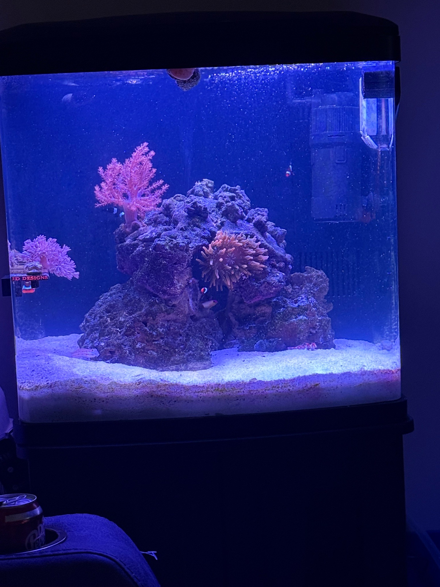 Clownfish with soft and torch coral in reef tank showcase - Clownfish, Soft coral, Torch coral