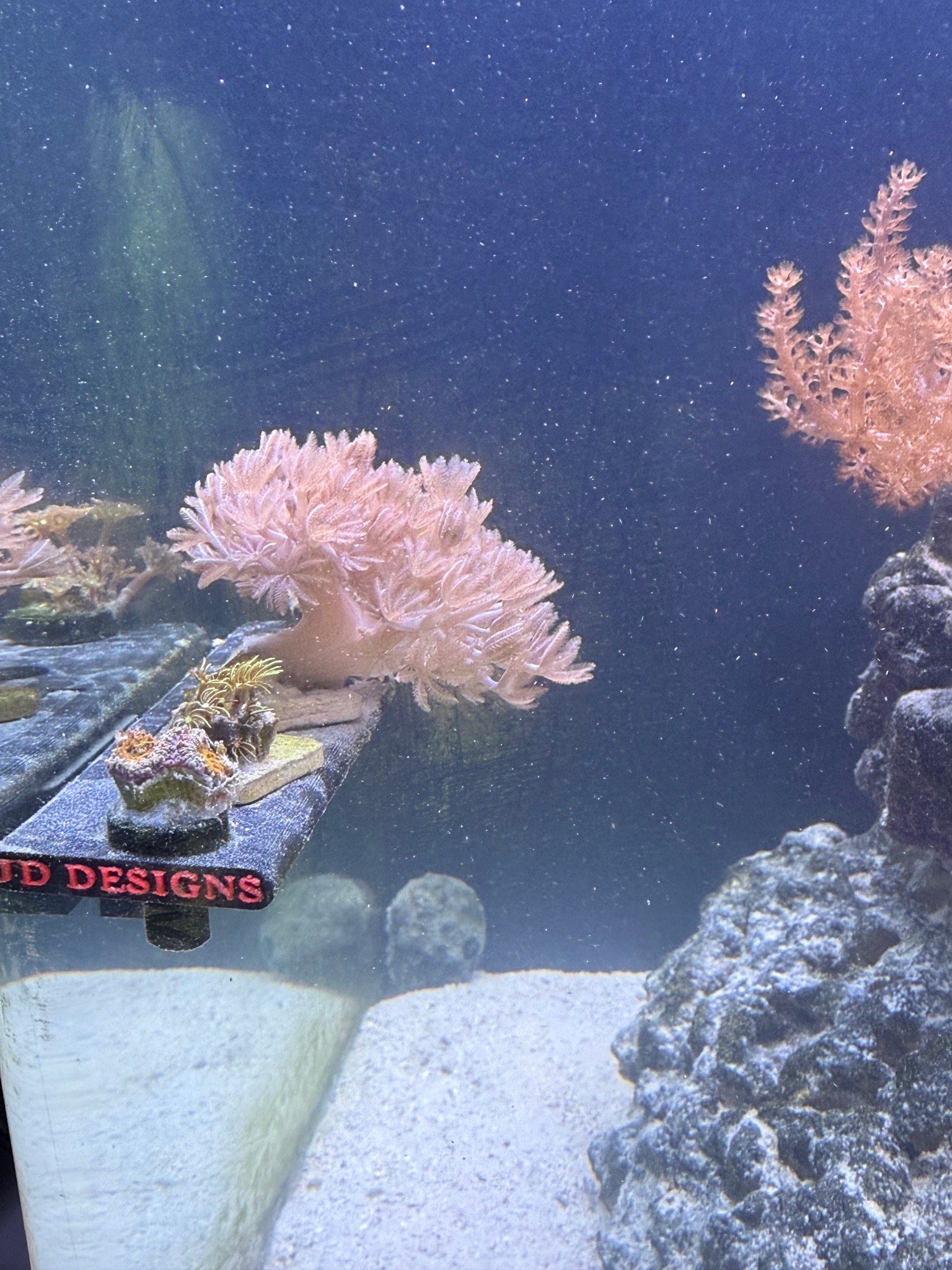Clownfish with soft and torch coral in reef tank showcase - Clownfish, Soft coral, Torch coral (photo 2)
