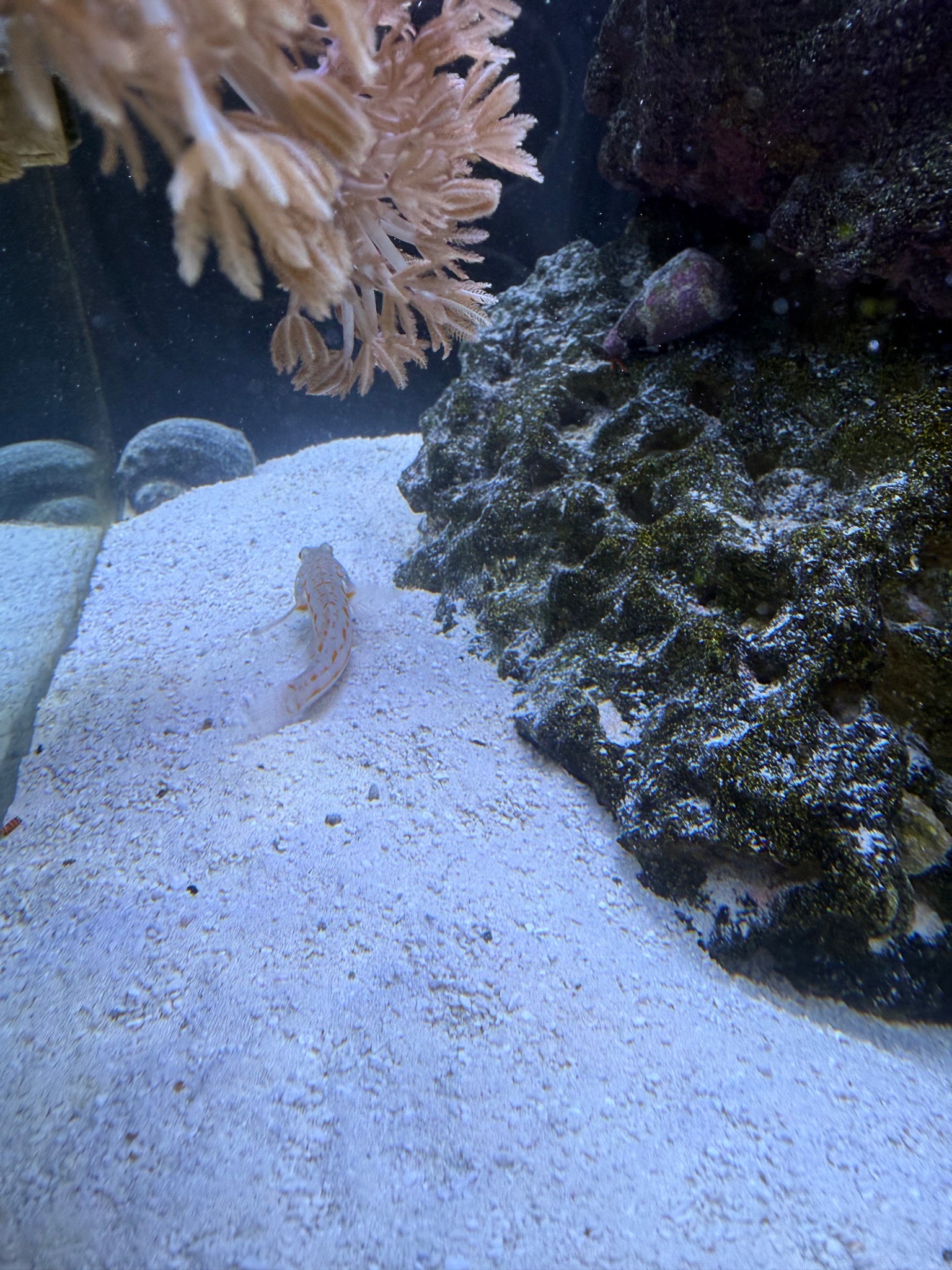 Halloween hermit having fun (photo 4)