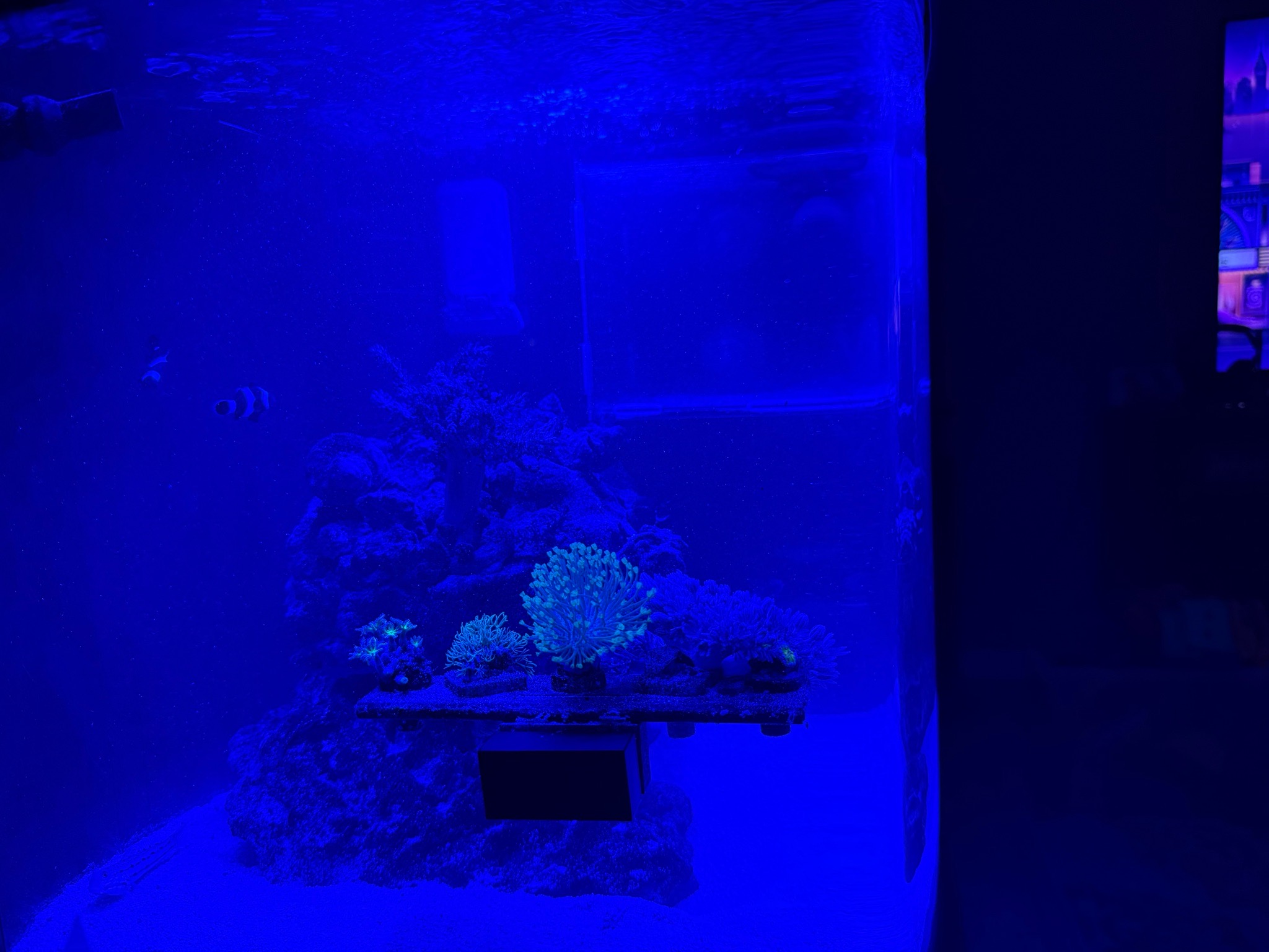 Clownfish and soft coral showcase with clear water in reef tank - clownfish, starfish, soft coral (photo 2)