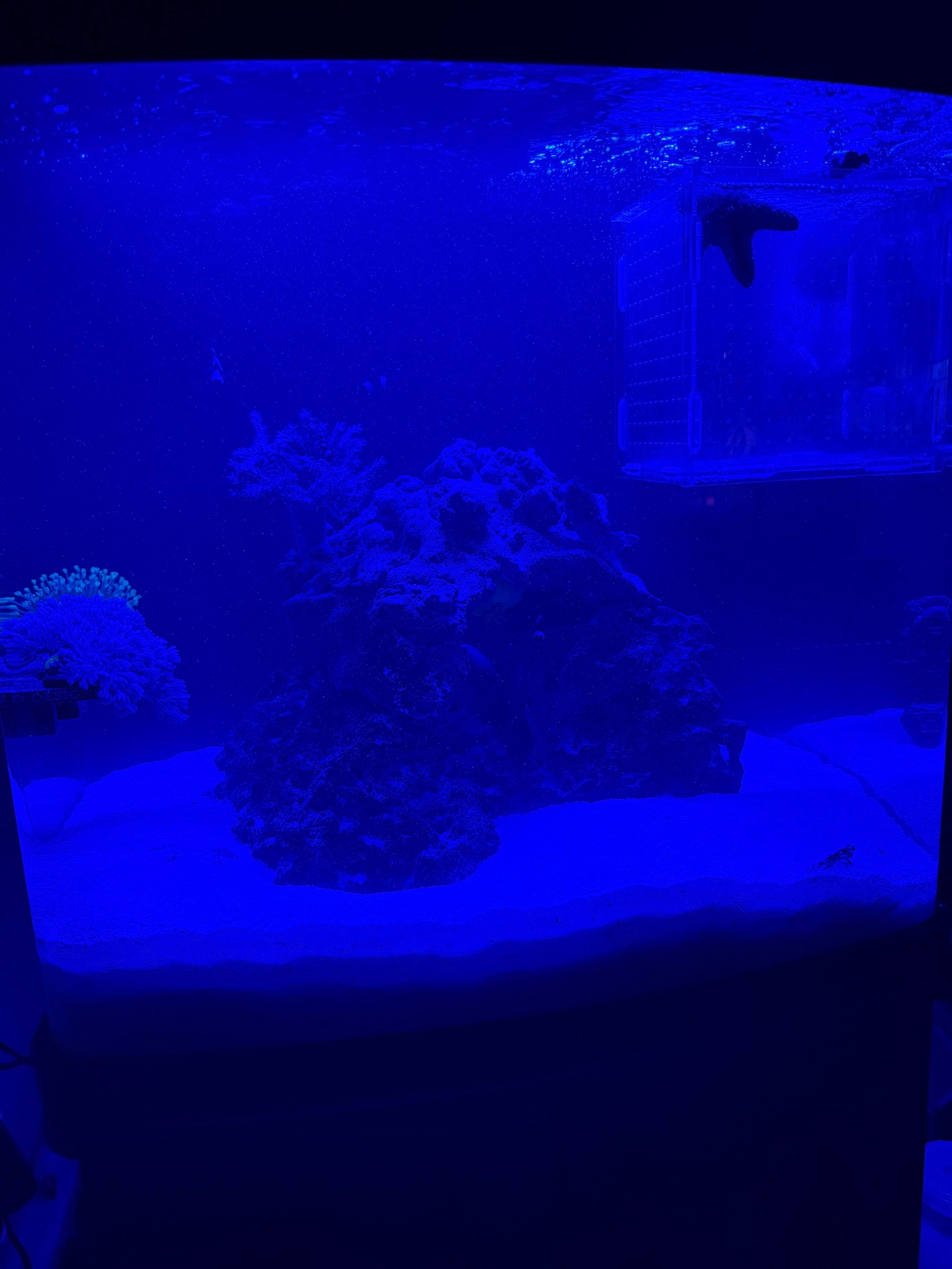 Clownfish and soft coral showcase with clear water in reef tank - clownfish, starfish, soft coral