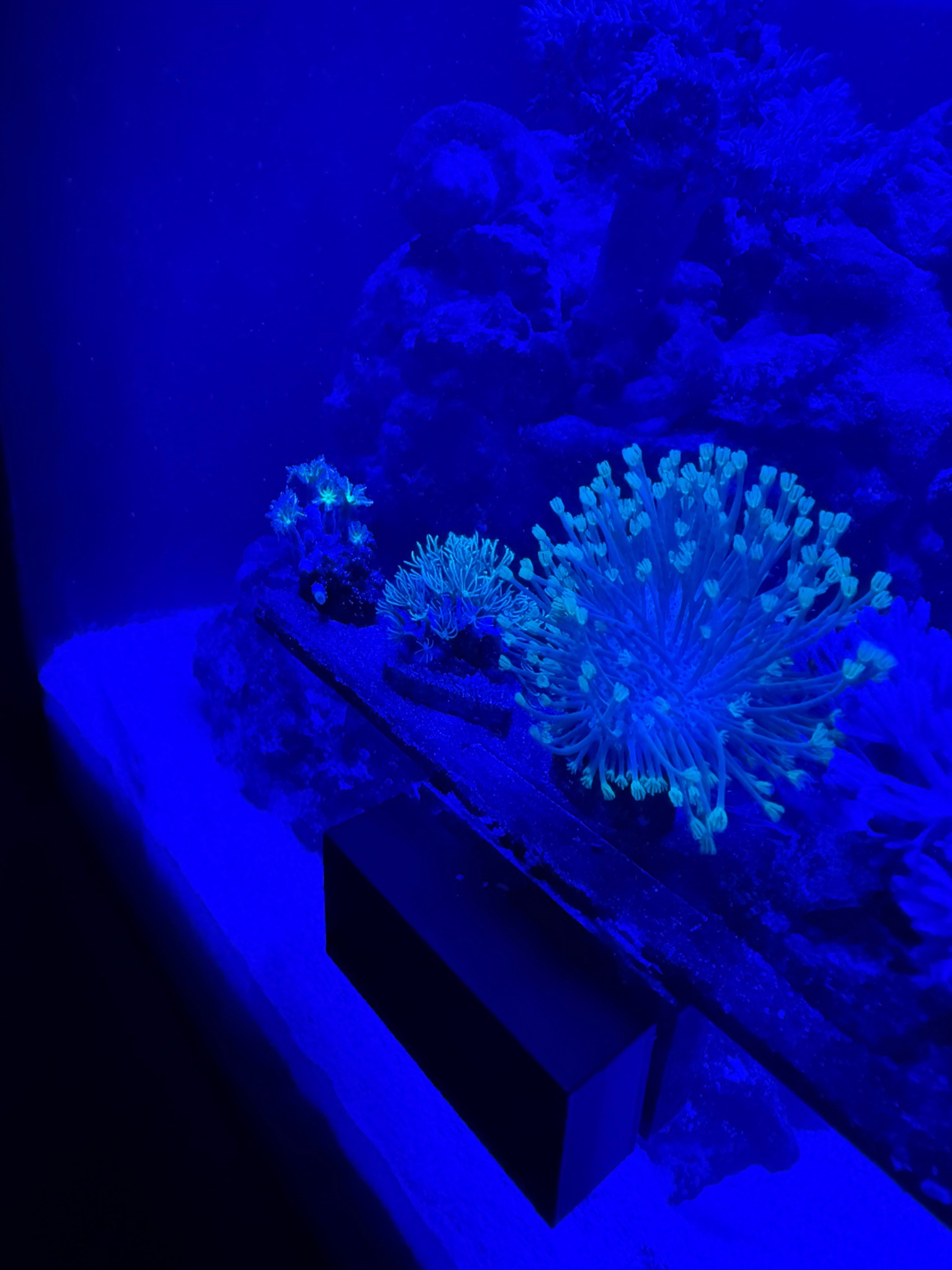 Clownfish and soft coral showcase with clear water in reef tank - clownfish, starfish, soft coral (photo 3)