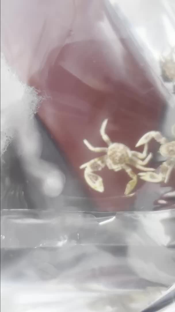 Porcelain Anemone Crab