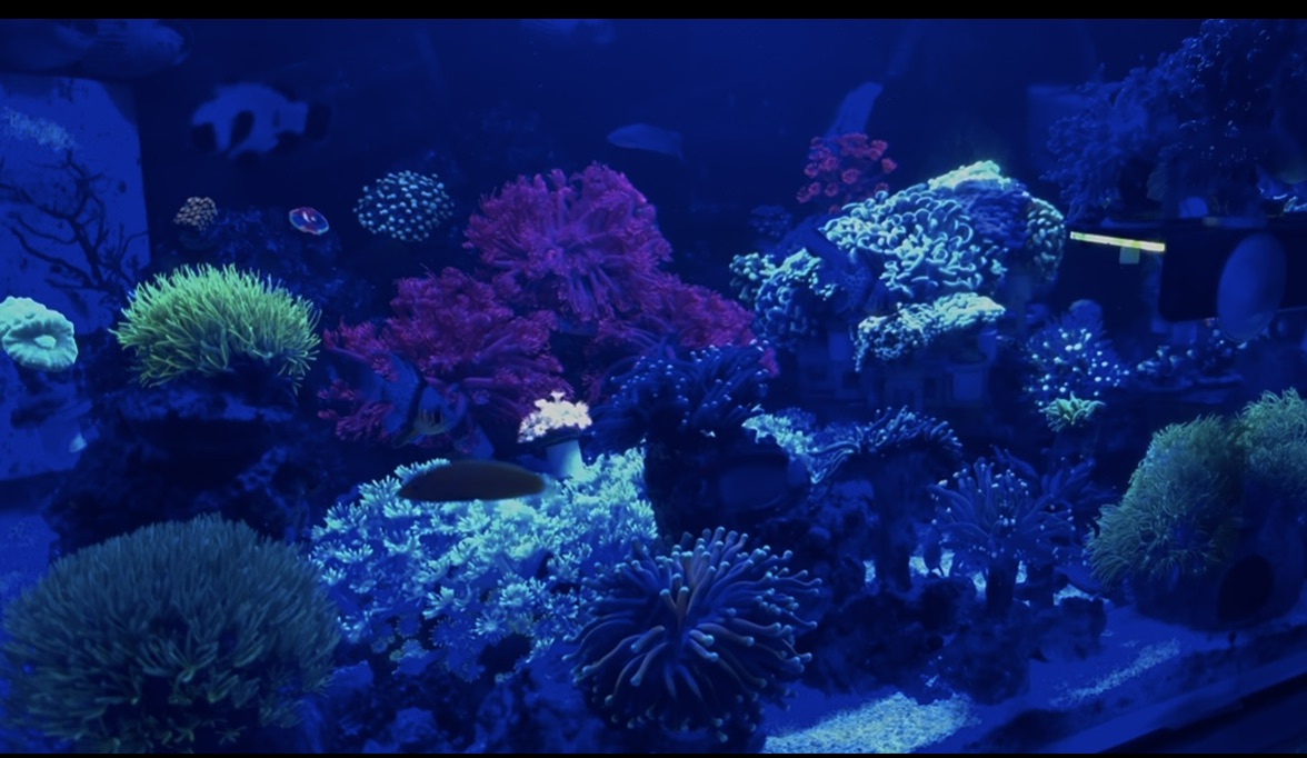 Tank Image