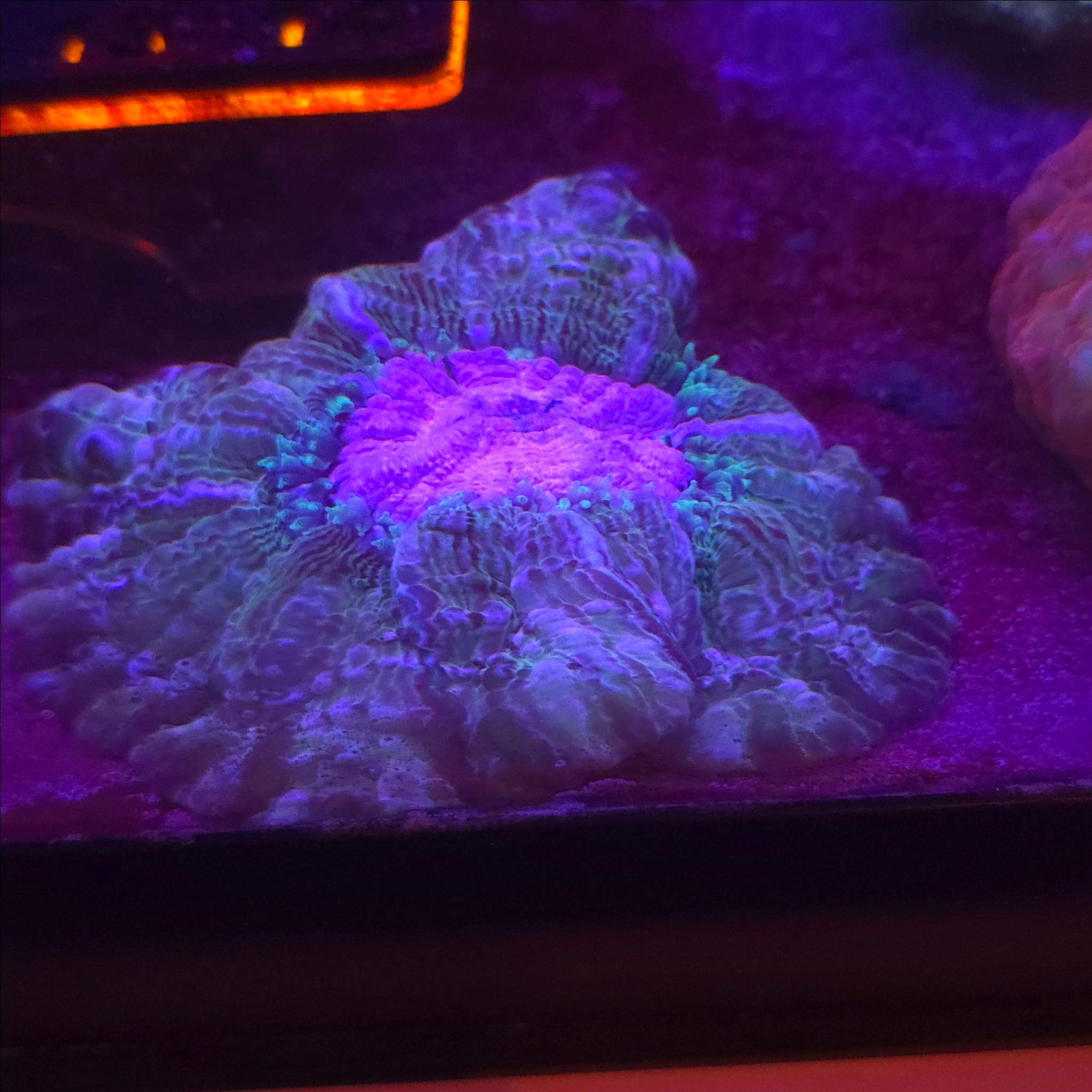 T-Town Coral Show this weekend. Which should we bring?