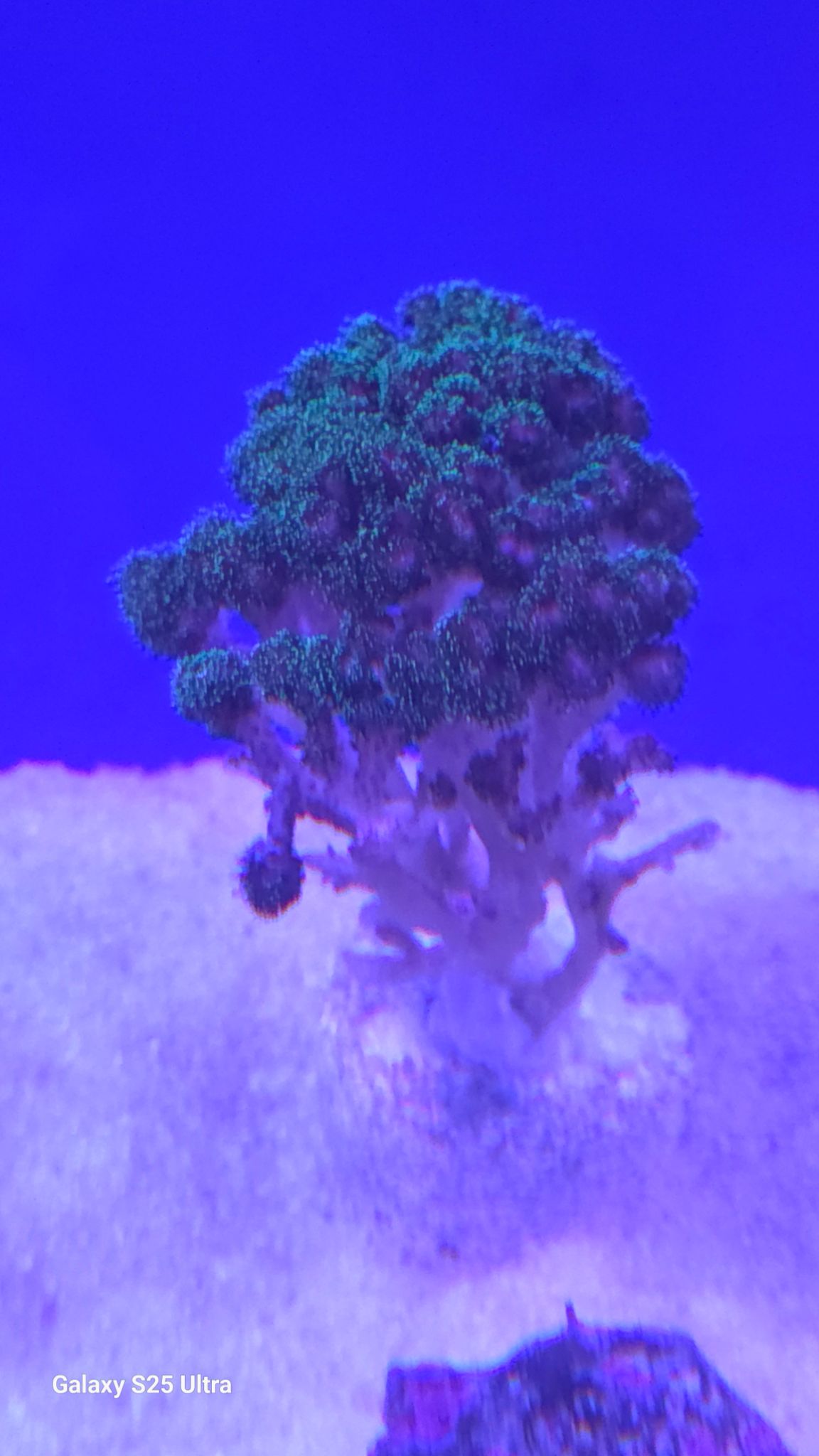 Green star polyp coral closeup under blue lighting - Green Star Polyp Coral