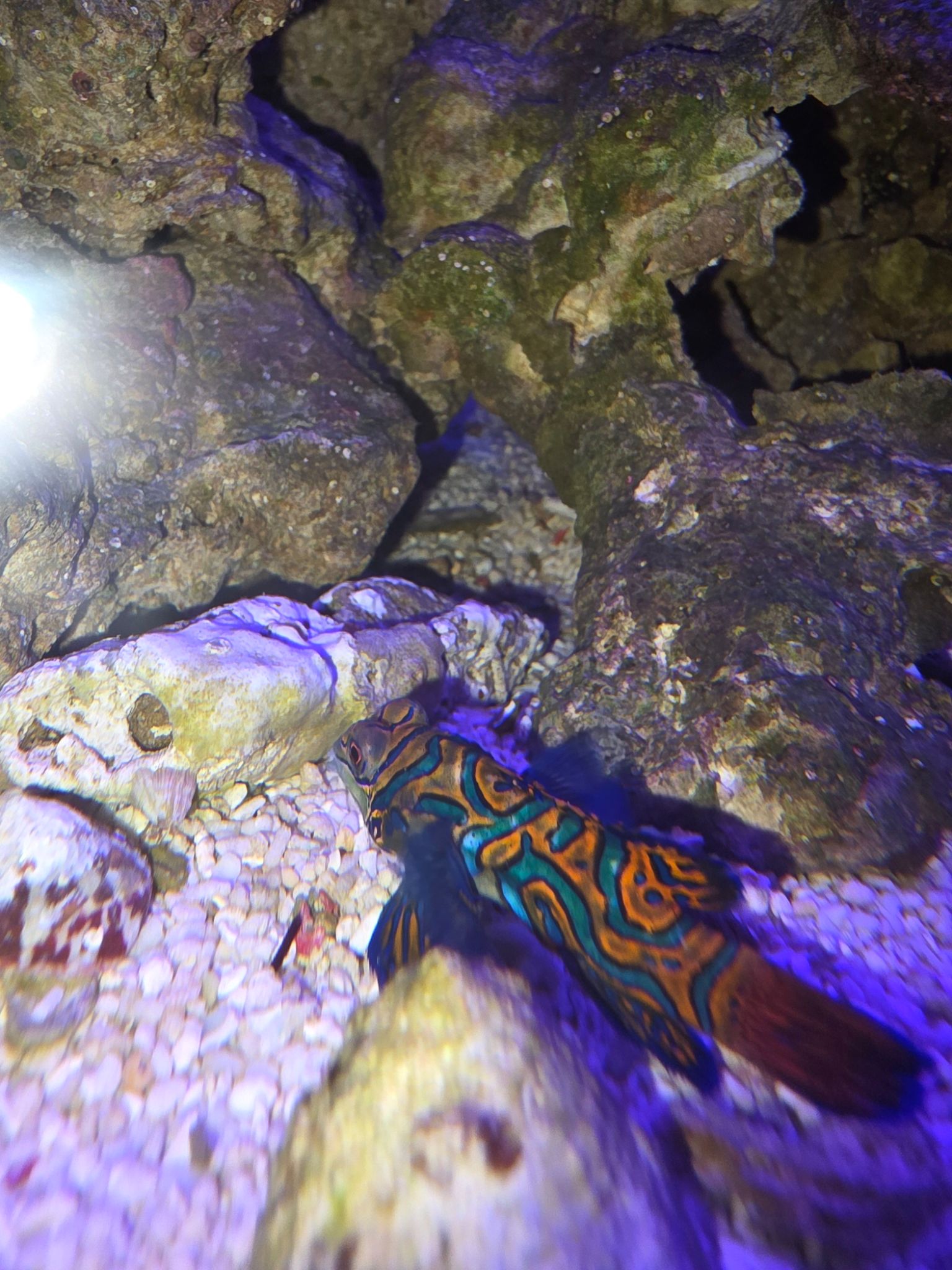Mandarinfish hiding among live rock in reef aquarium - Mandarinfish