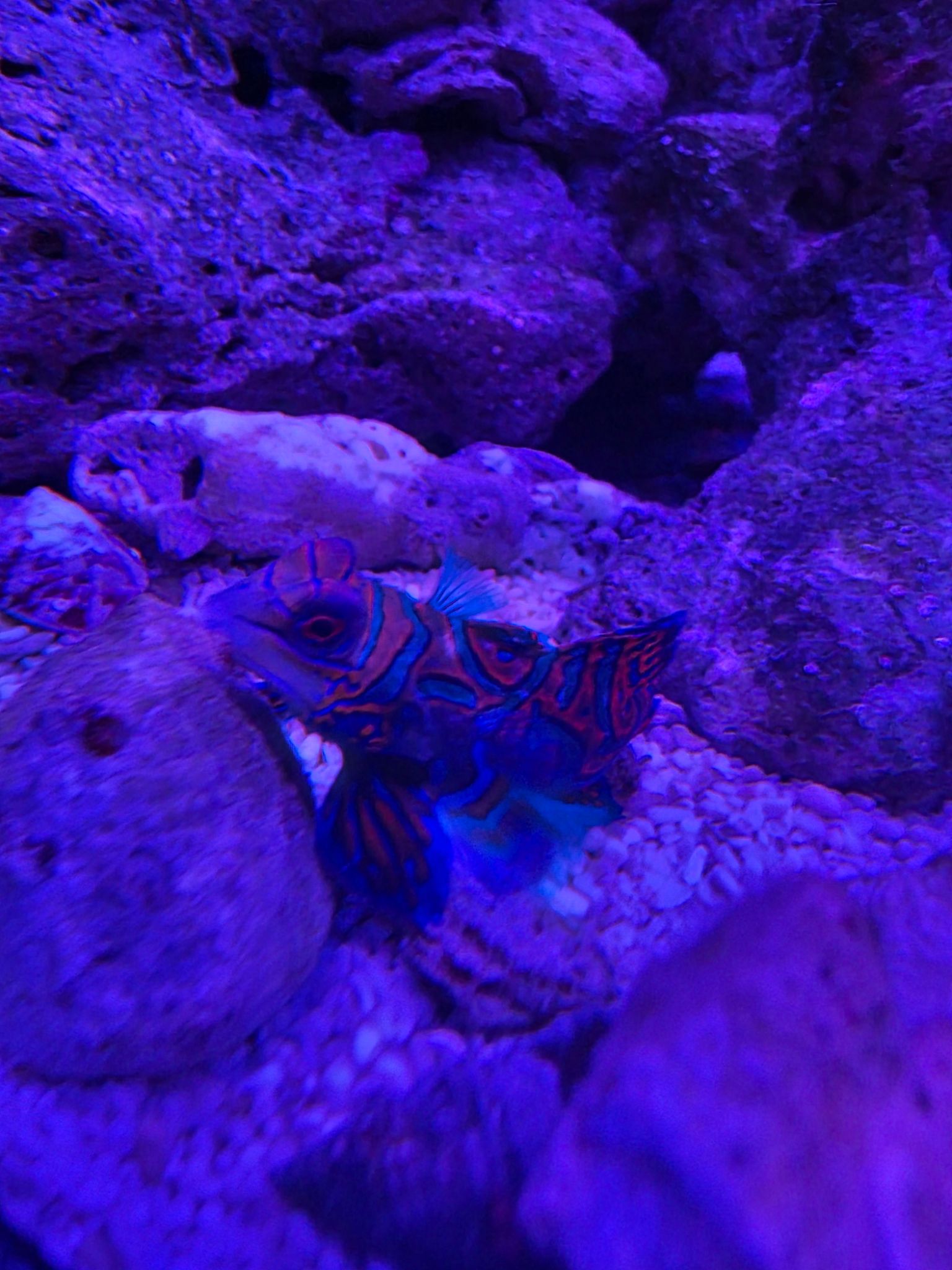 Mandarinfish hiding among live rock in reef aquarium - Mandarinfish (photo 2)