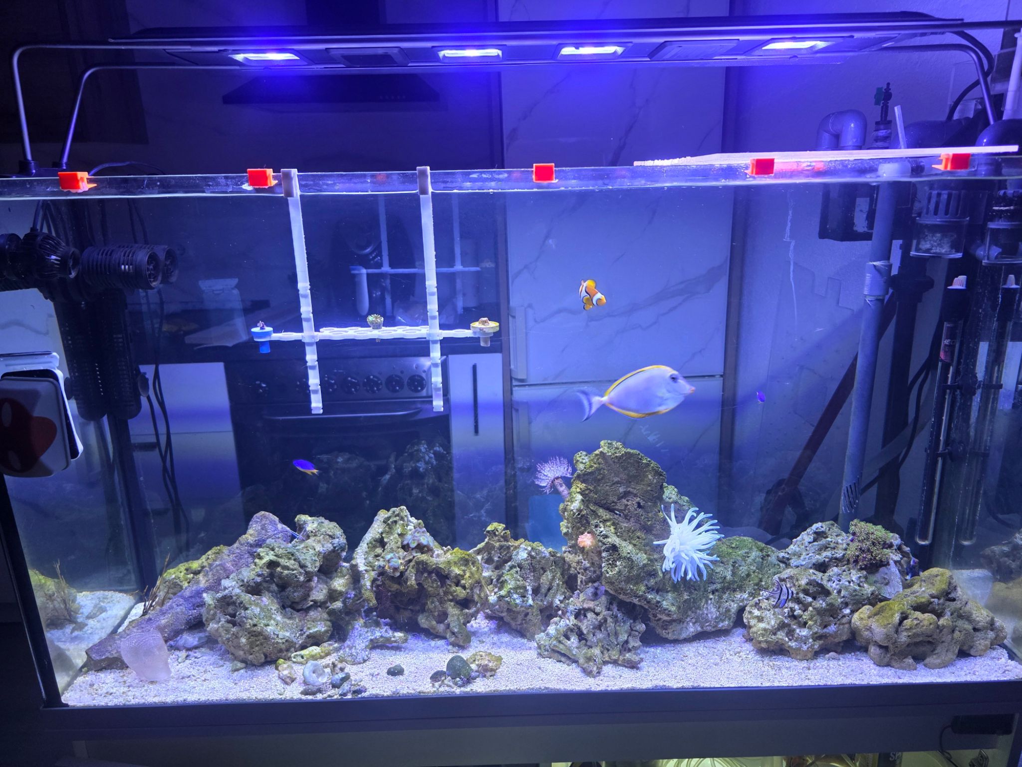 Mixed reef tank with clownfish and white anemone under blue LEDs - clownfish, powder blue tang, purple reef chromis