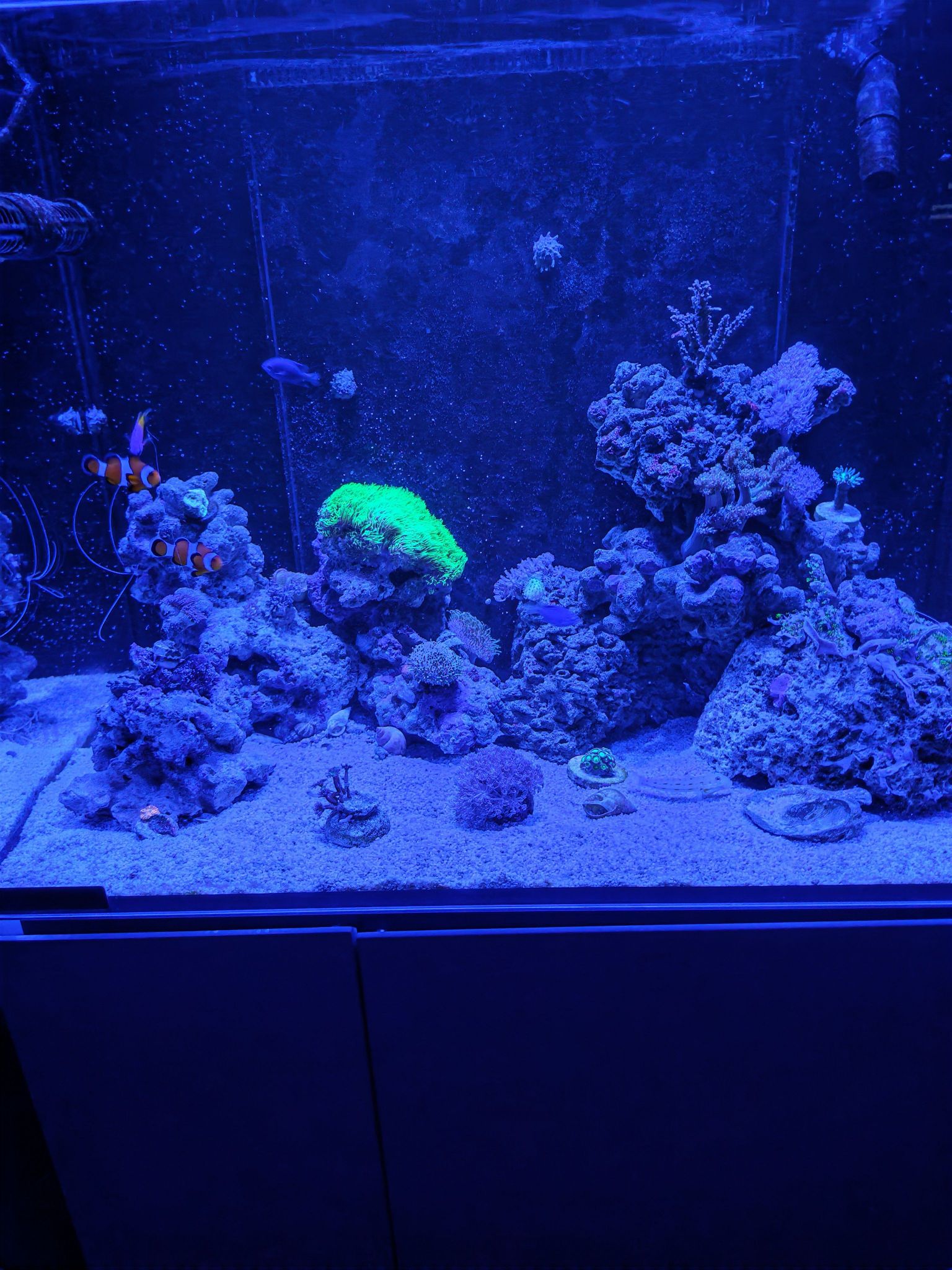 Clownfish with green star polyp and acropora coral showcase - Clownfish, Green Star Polyp coral, Acropora coral