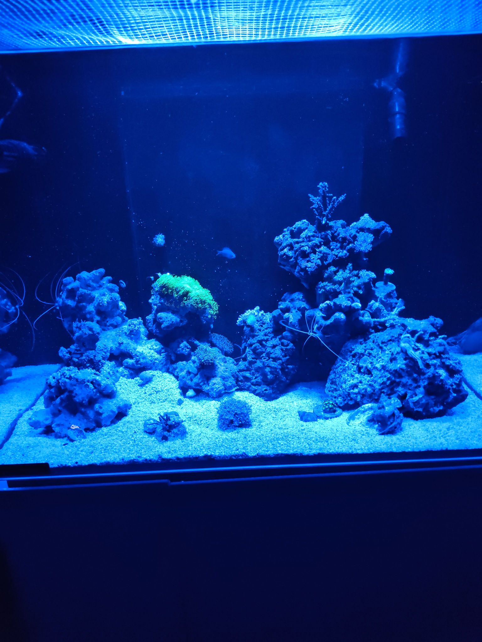 Clownfish with green star polyp and acropora coral showcase - Clownfish, Green Star Polyp coral, Acropora coral (photo 2)