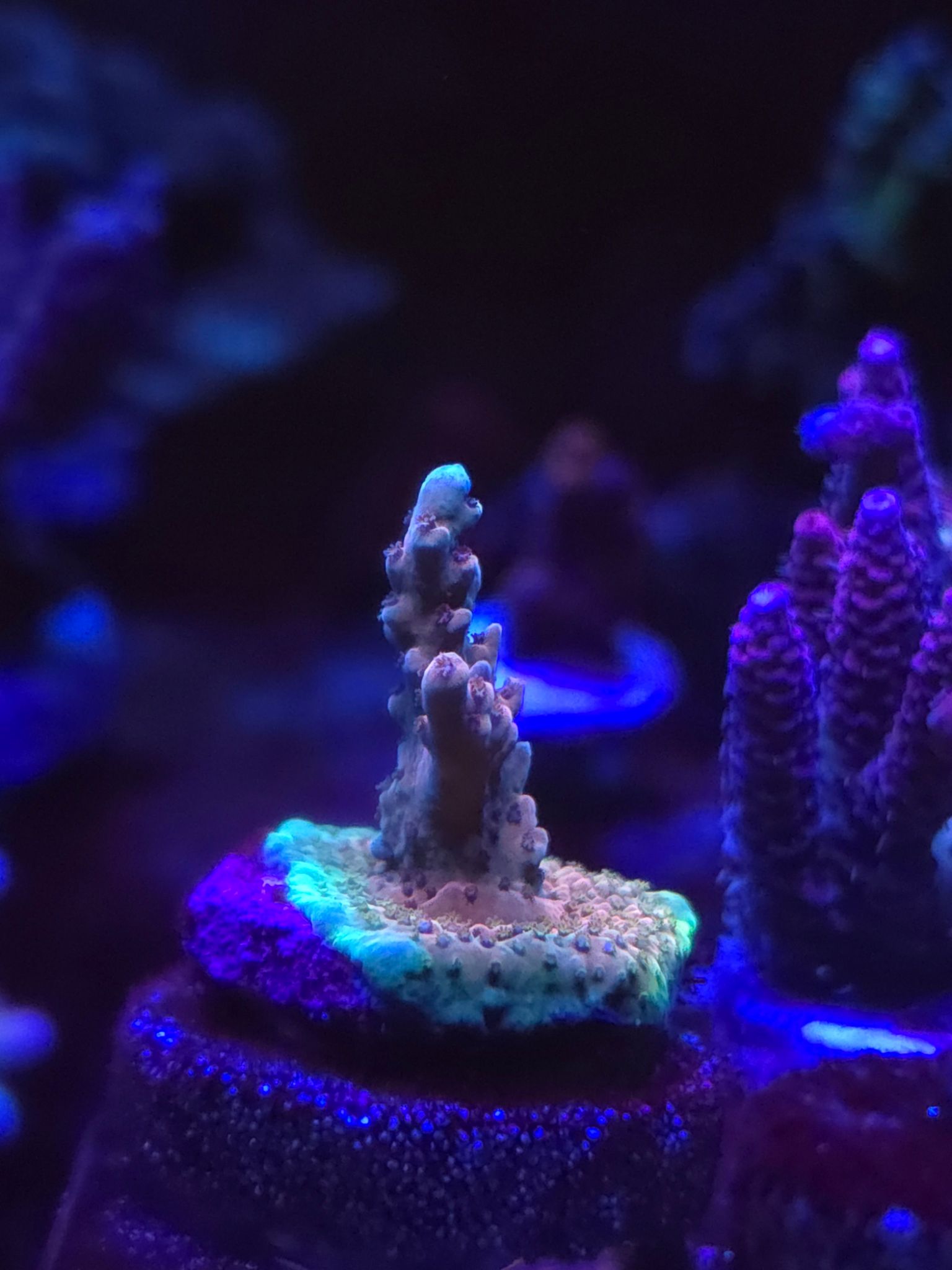What coral are these How to identify common coral species - coral (photo 2)