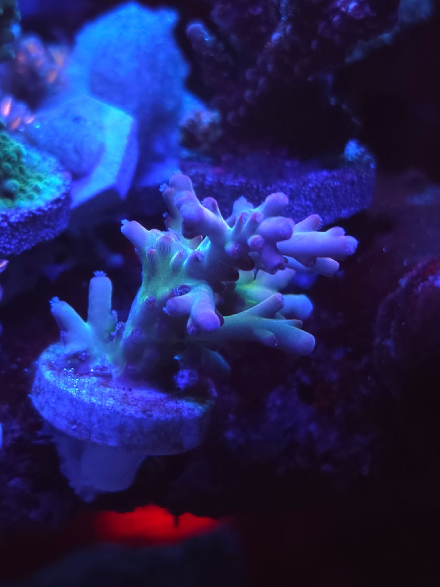 What coral are these How to identify common coral species - coral (photo 3)