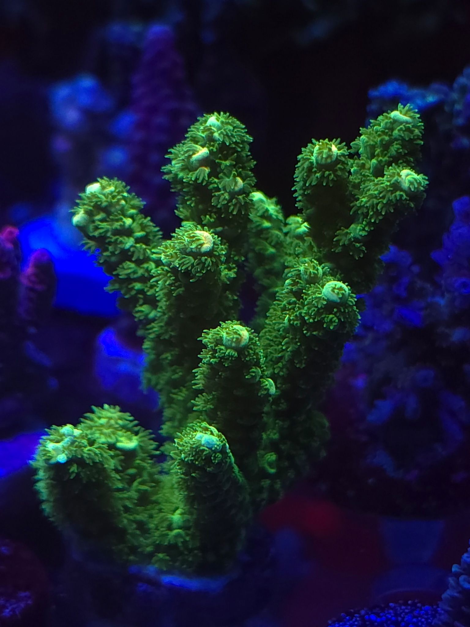 What coral are these How to identify common coral species - coral