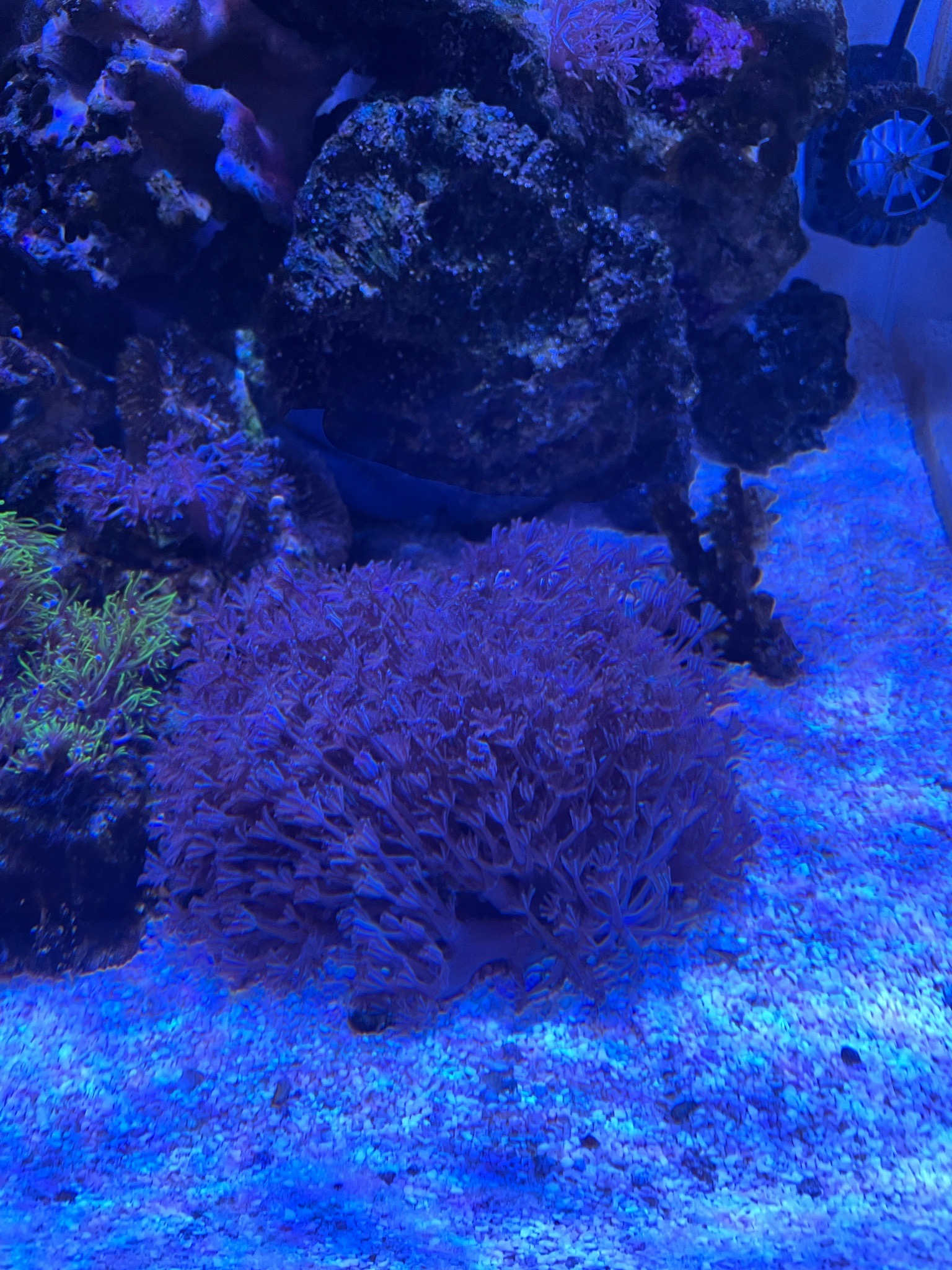 Torch coral with cleaner shrimp and anthias in reef tank - Torch Coral, Cleaner Shrimp, Anthias (photo 2)