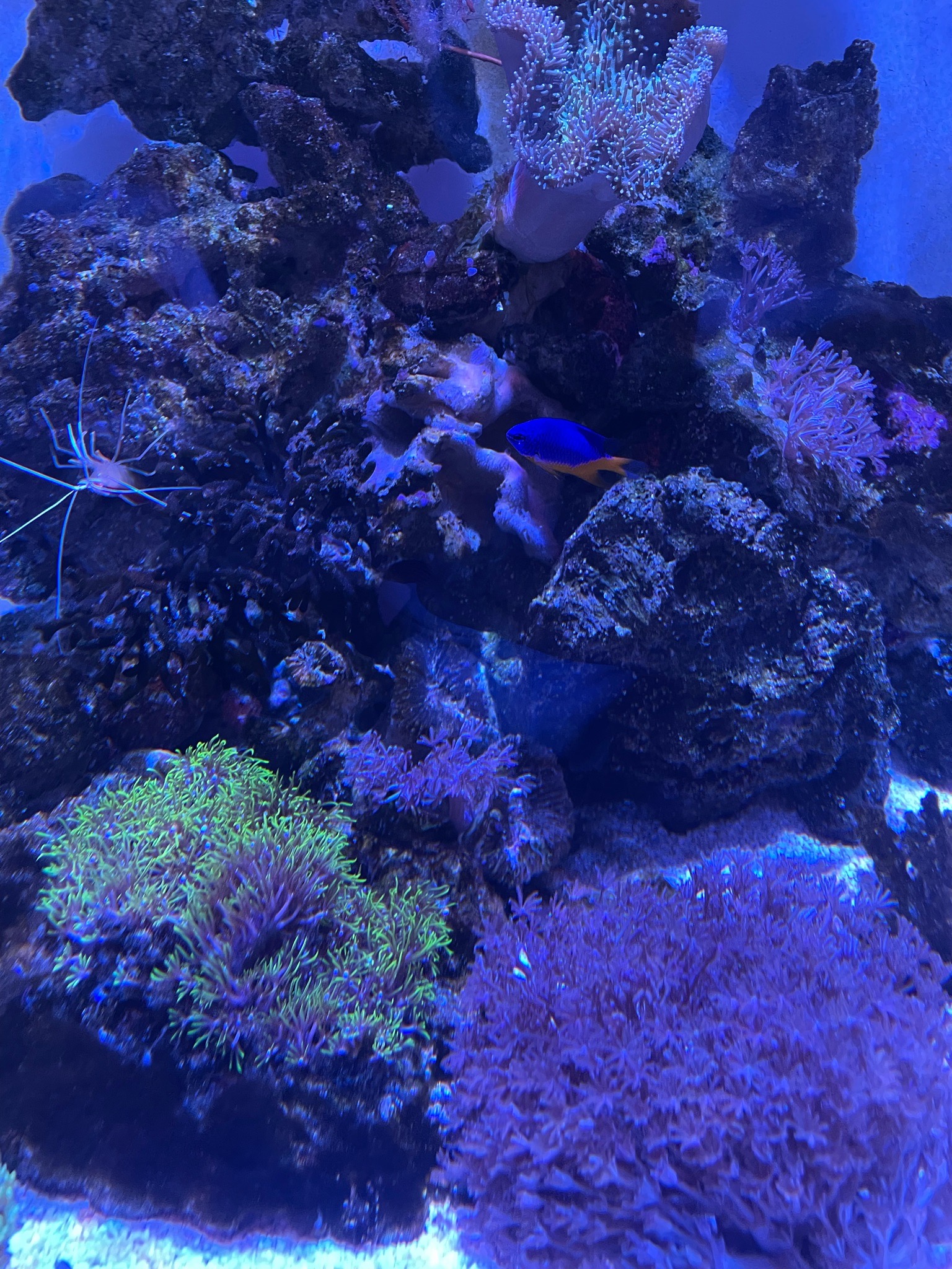 Torch coral with cleaner shrimp and anthias in reef tank - Torch Coral, Cleaner Shrimp, Anthias (photo 7)