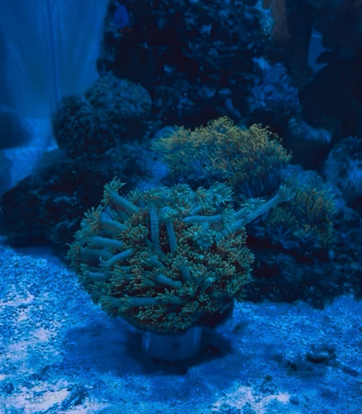 Torch coral with cleaner shrimp and anthias in reef tank - Torch Coral, Cleaner Shrimp, Anthias