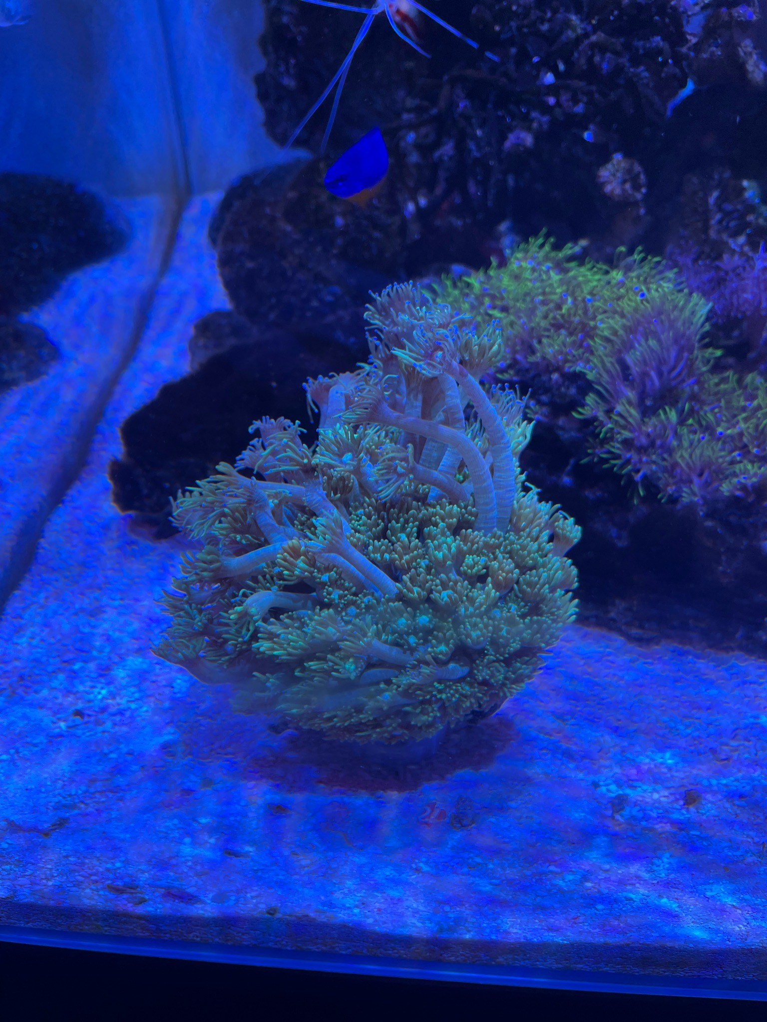 Torch coral with cleaner shrimp and anthias in reef tank - Torch Coral, Cleaner Shrimp, Anthias (photo 5)