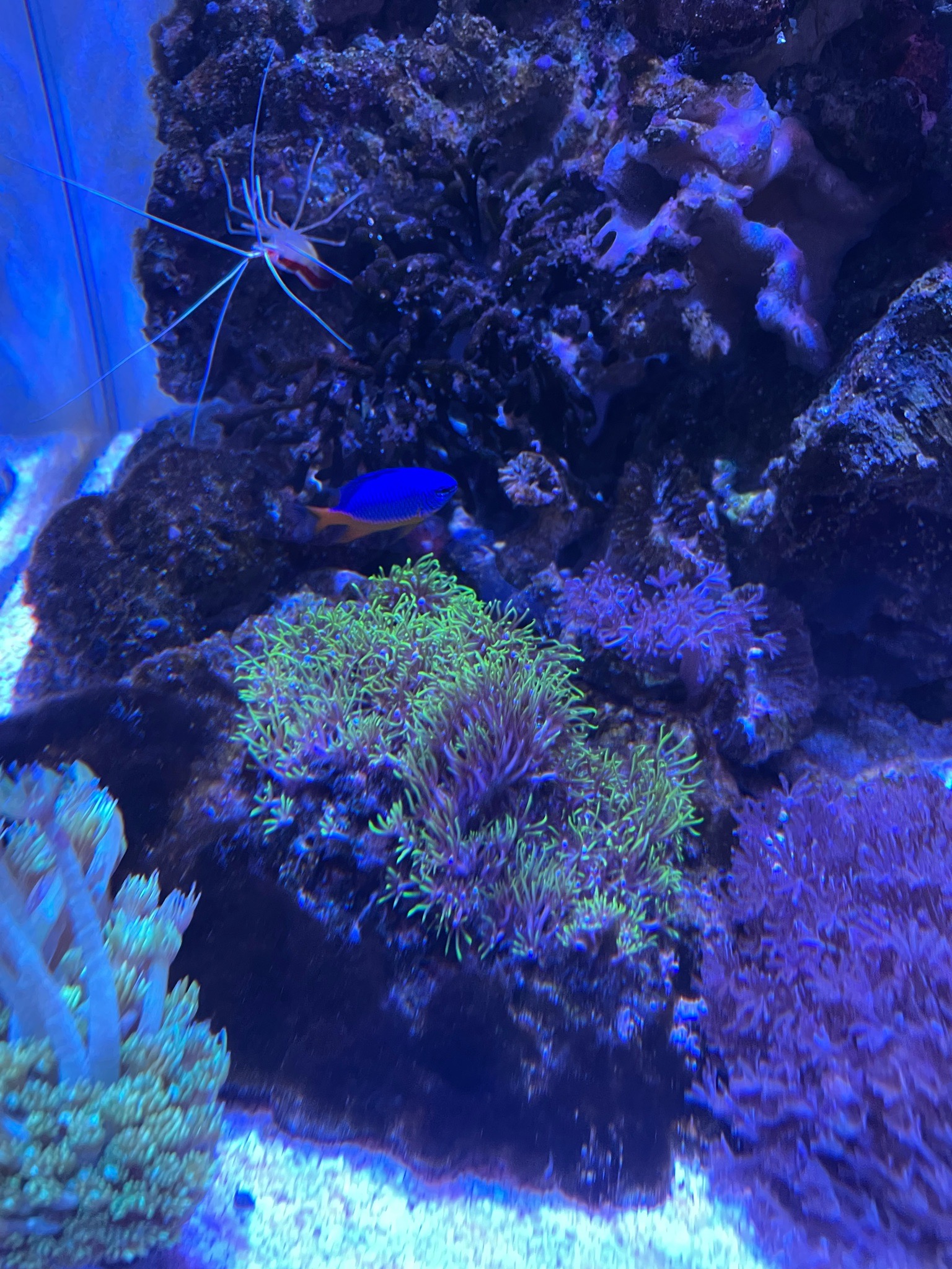 Torch coral with cleaner shrimp and anthias in reef tank - Torch Coral, Cleaner Shrimp, Anthias (photo 3)