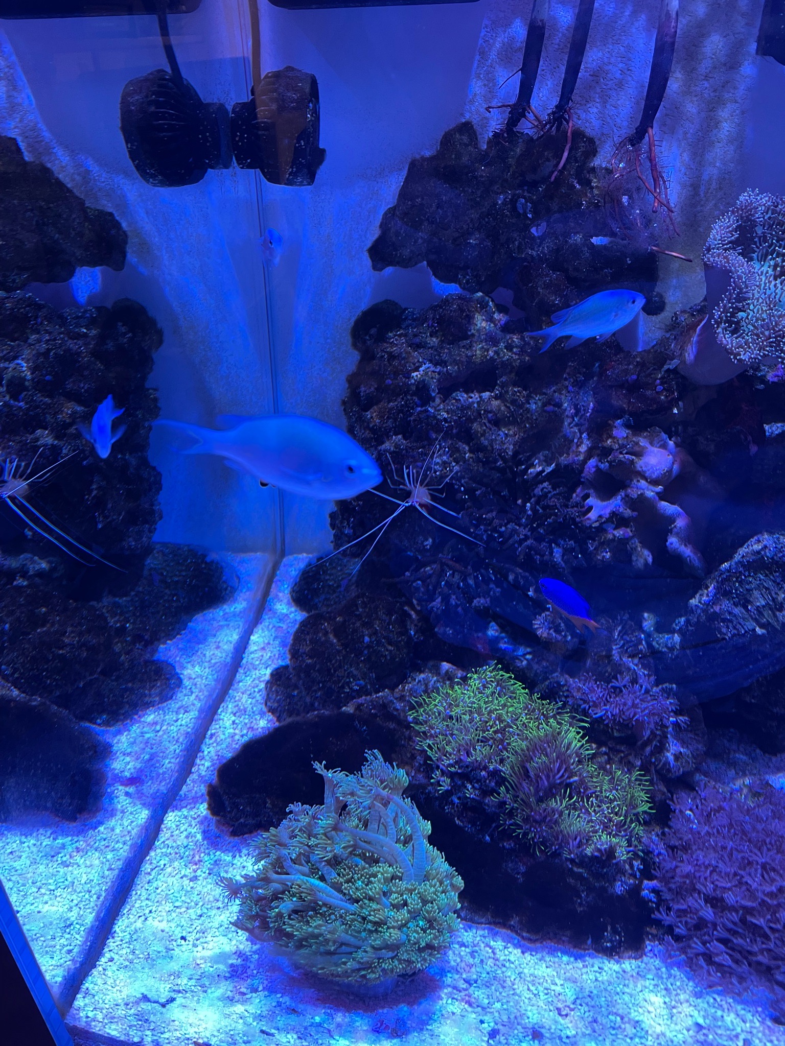 Torch coral with cleaner shrimp and anthias in reef tank - Torch Coral, Cleaner Shrimp, Anthias (photo 6)