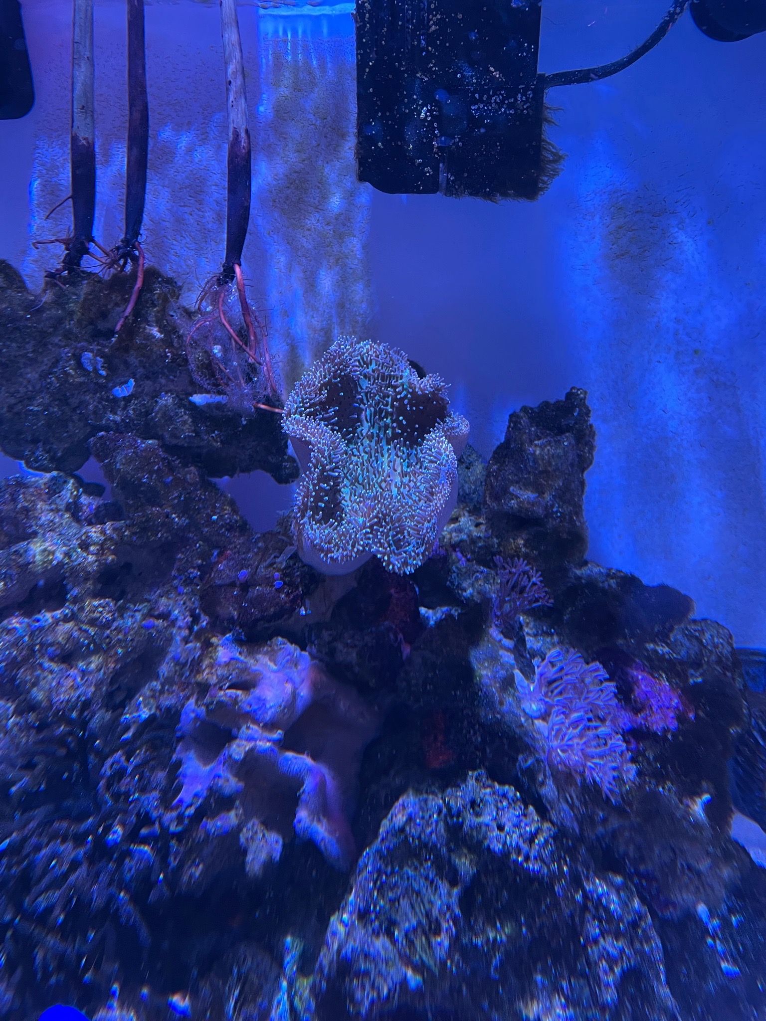 Torch coral with cleaner shrimp and anthias in reef tank - Torch Coral, Cleaner Shrimp, Anthias (photo 4)