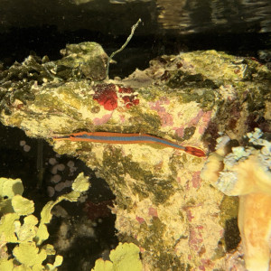 Bluestripe Pipefish