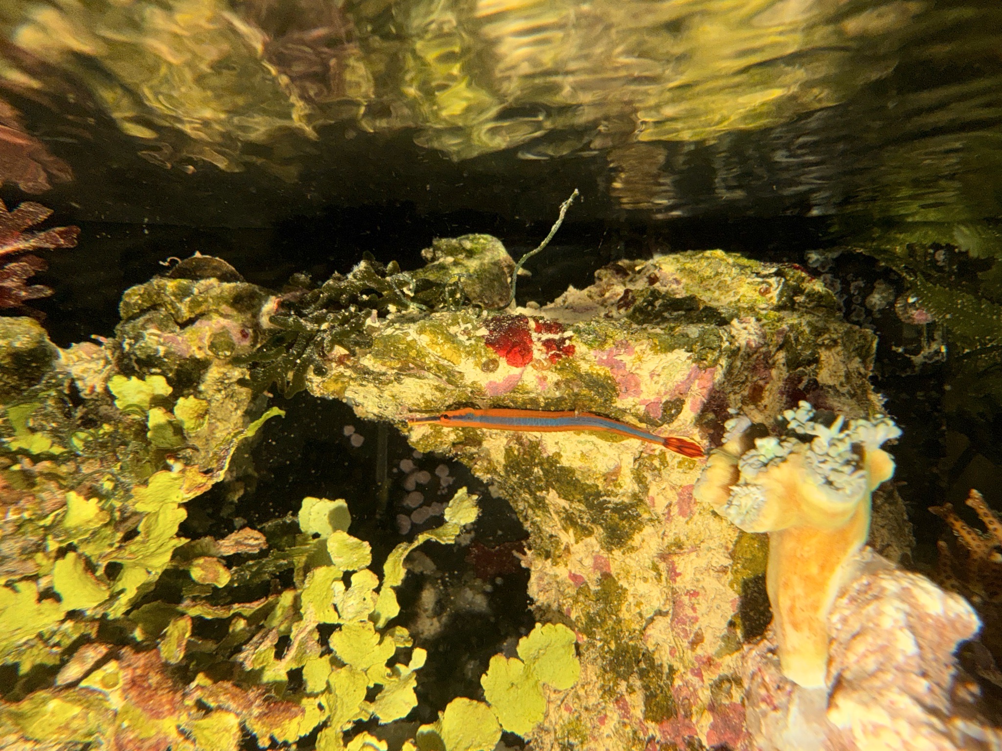 Why is my yellow line coral banded shrimp sleeping upside down - Bluestripe Pipefish, razorfish