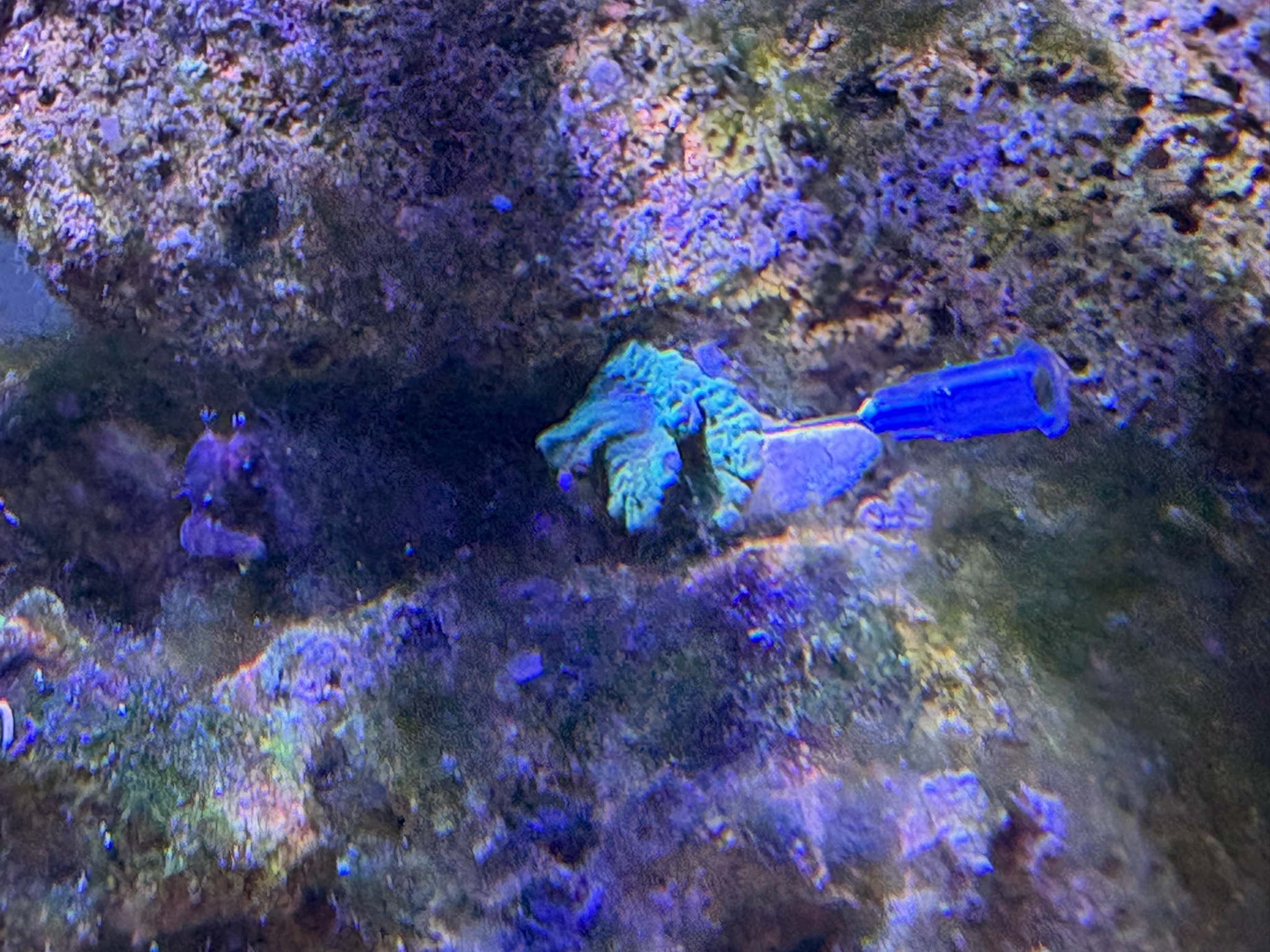 How to identify an unknown coral gifted to my reef tank - coral