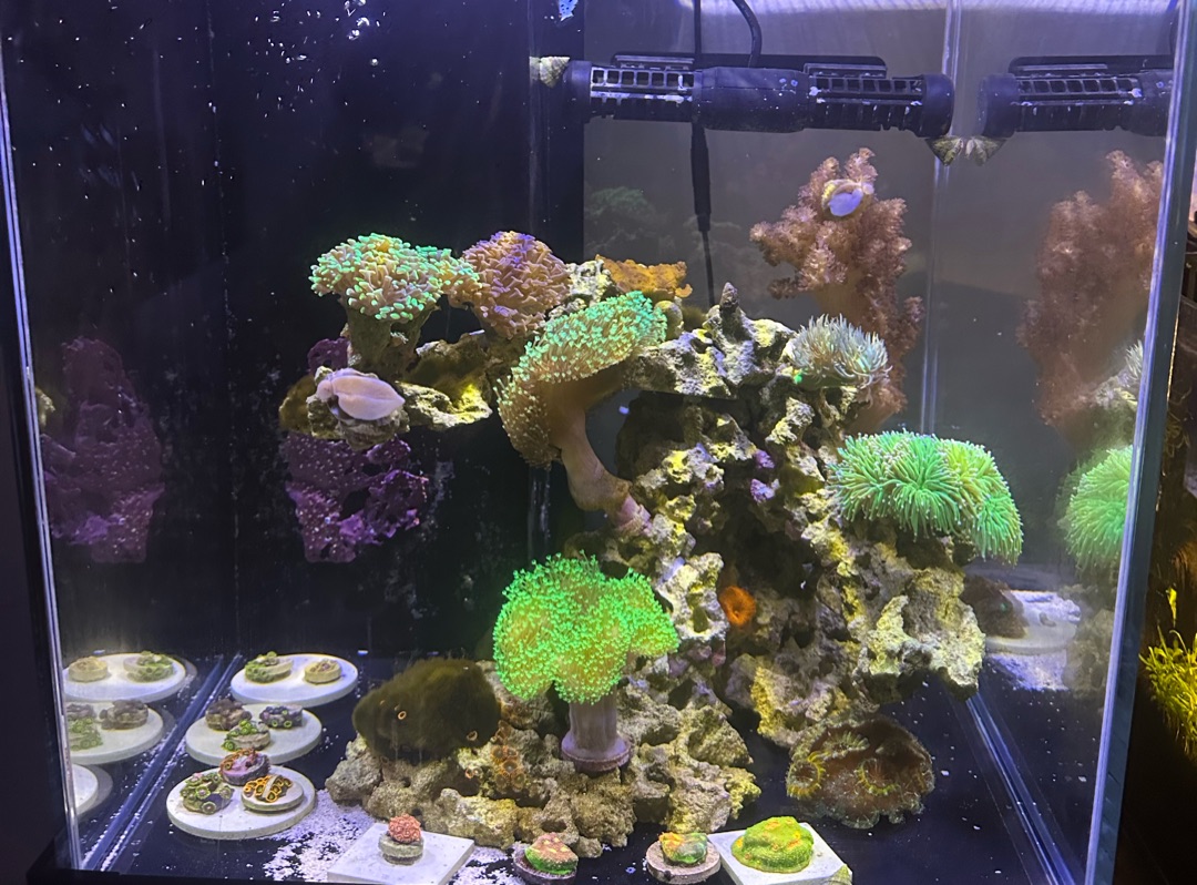 Tank Image