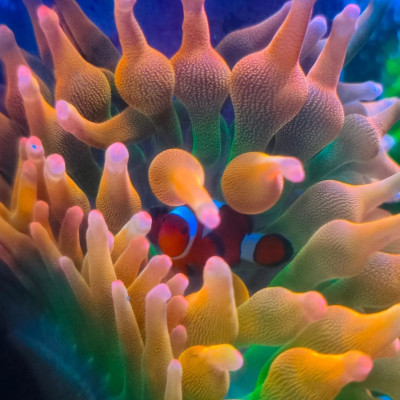 Vit_Reef