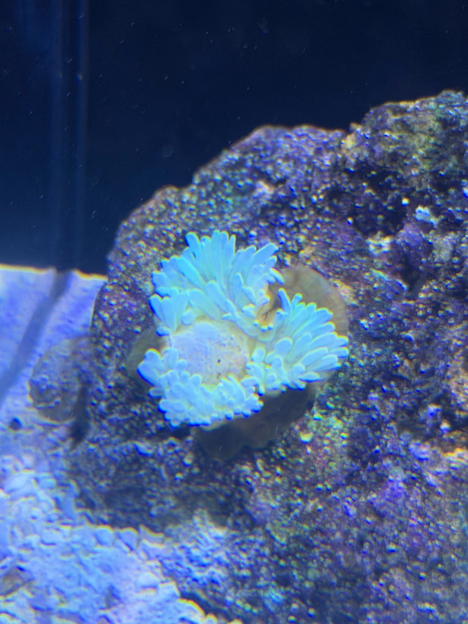 What is the round pale growth on my bubble tip anemone - bubble tip anemone