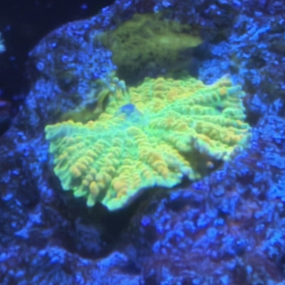 underwaterjewels