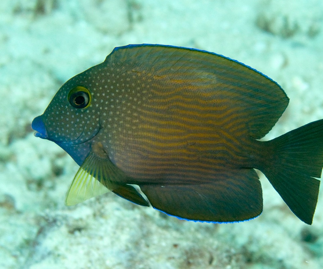 Two Spot Bristletooth Tang