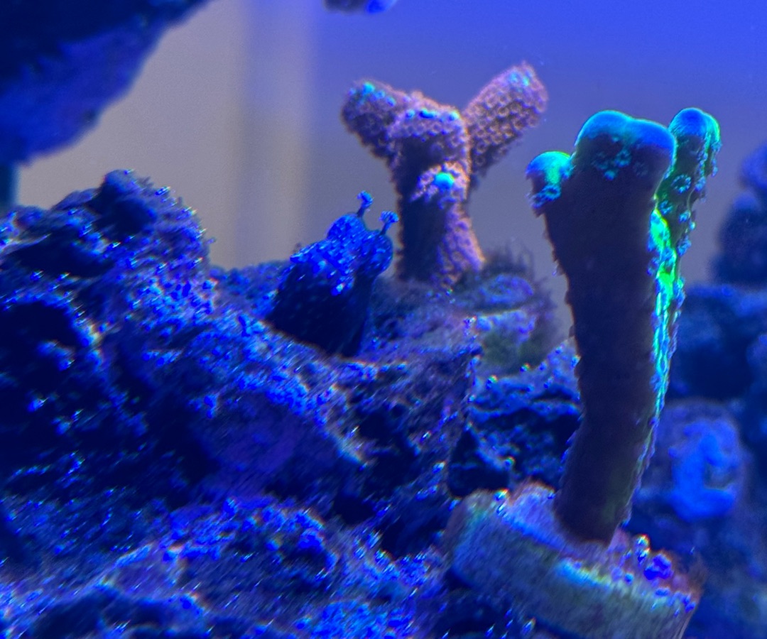 Disco Blenny