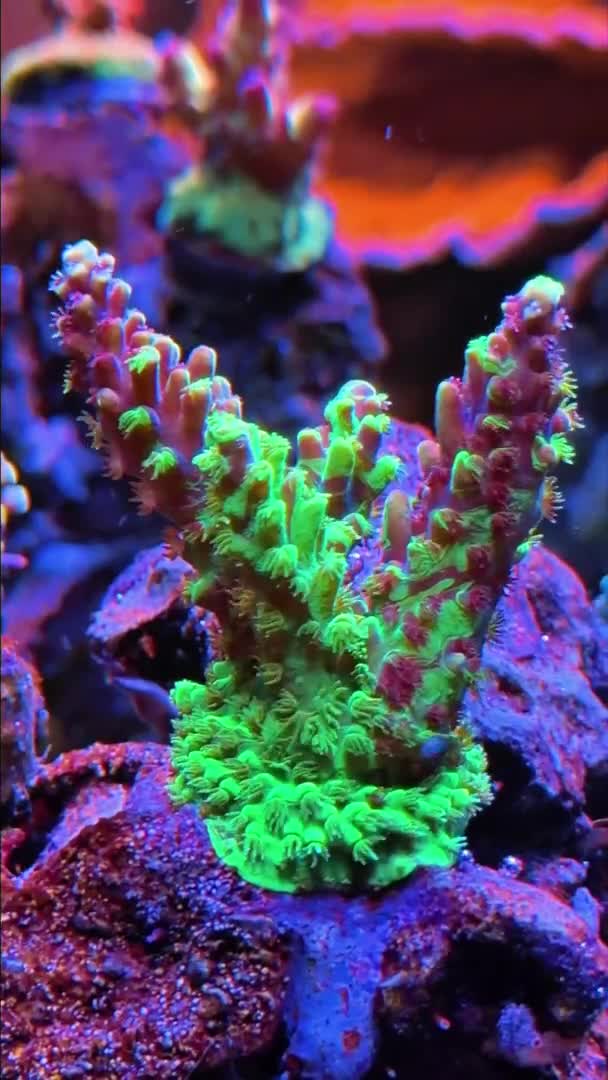 Gettin polypy 🌊 | ReefBay