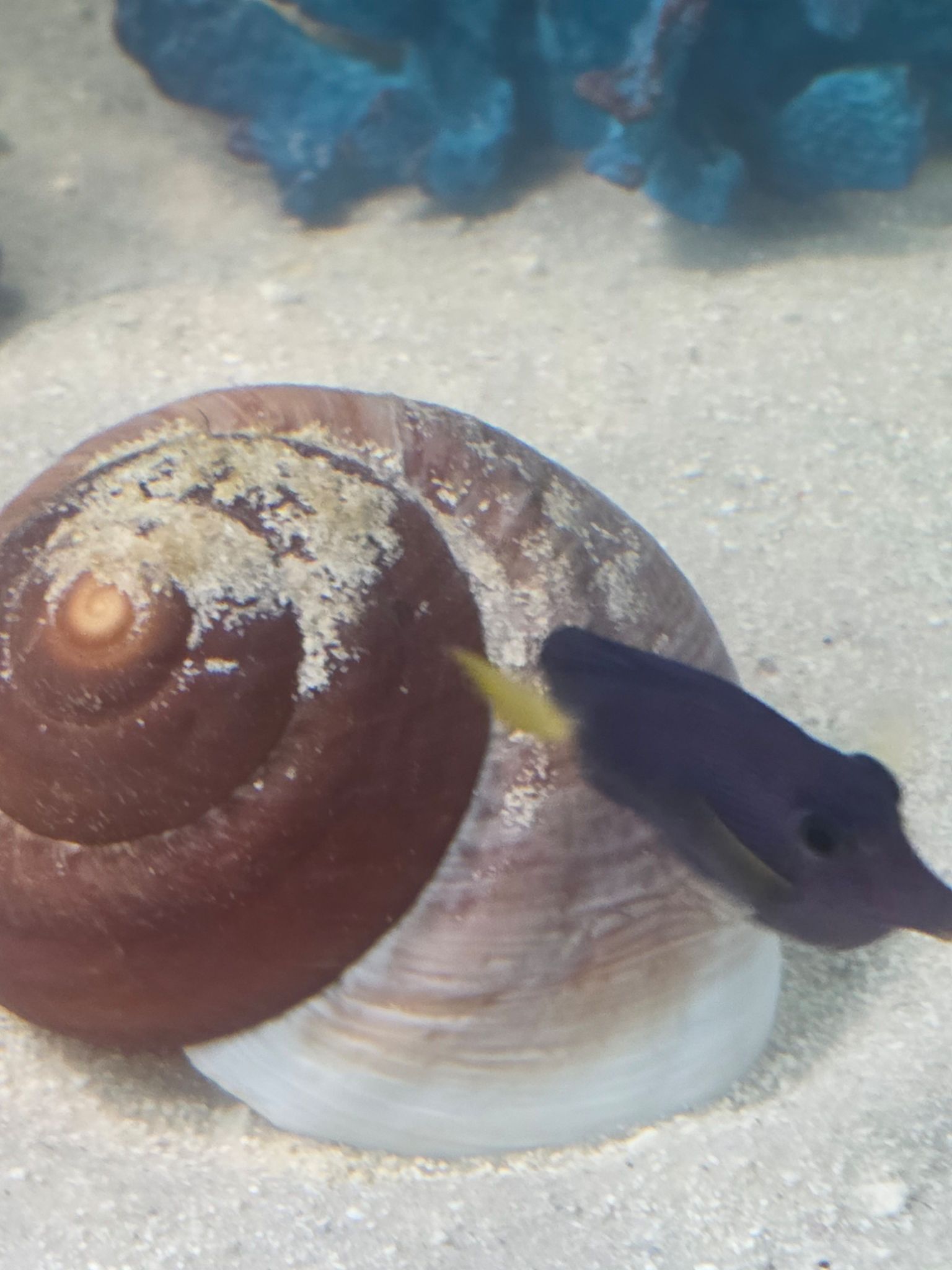 Baby Purple Tang Violet under two inches in reef tank - Purple Tang (photo 2)